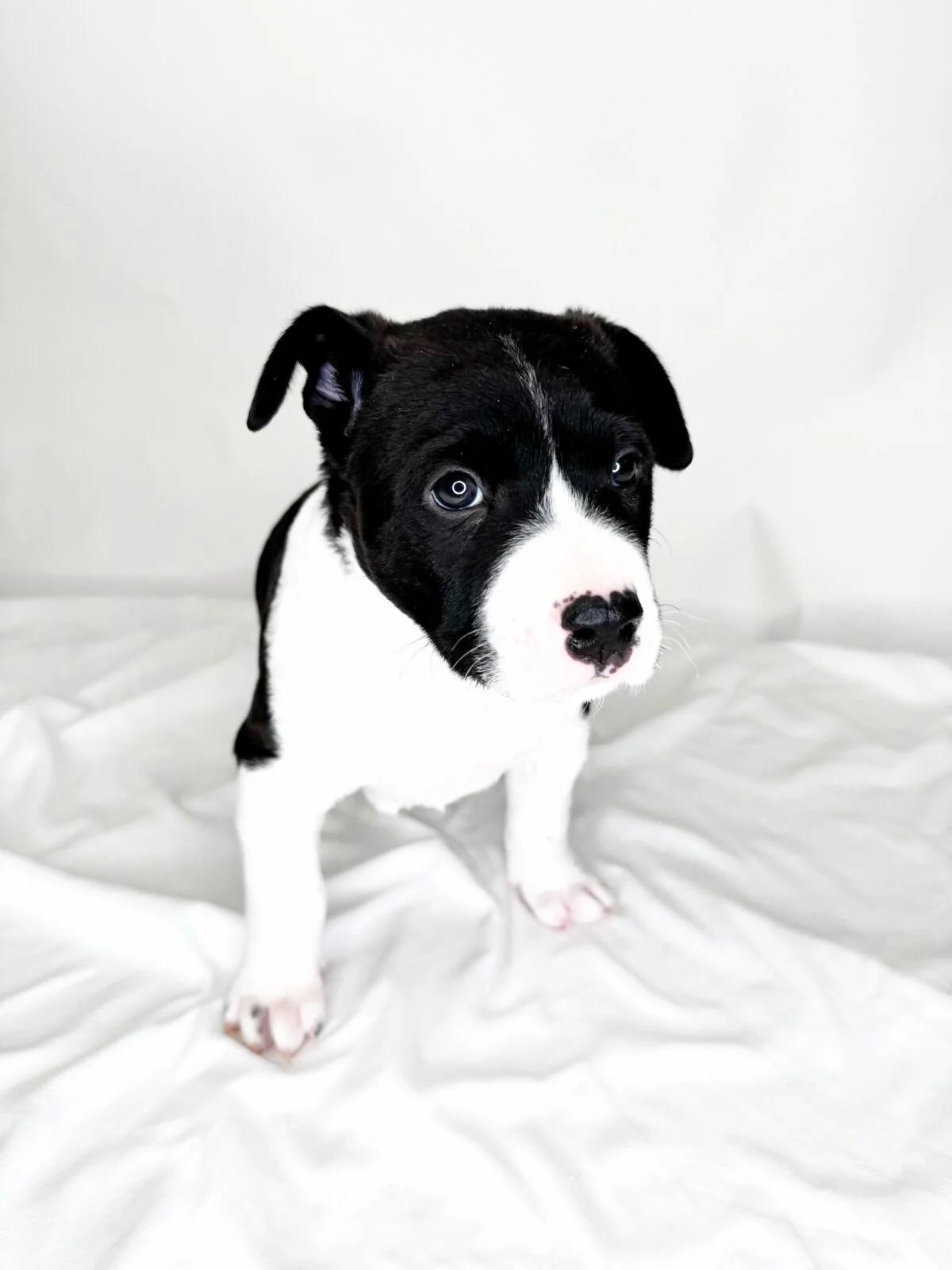 Toast, a ADOPTABLE mixed breed in Bixby, OK image 6/6