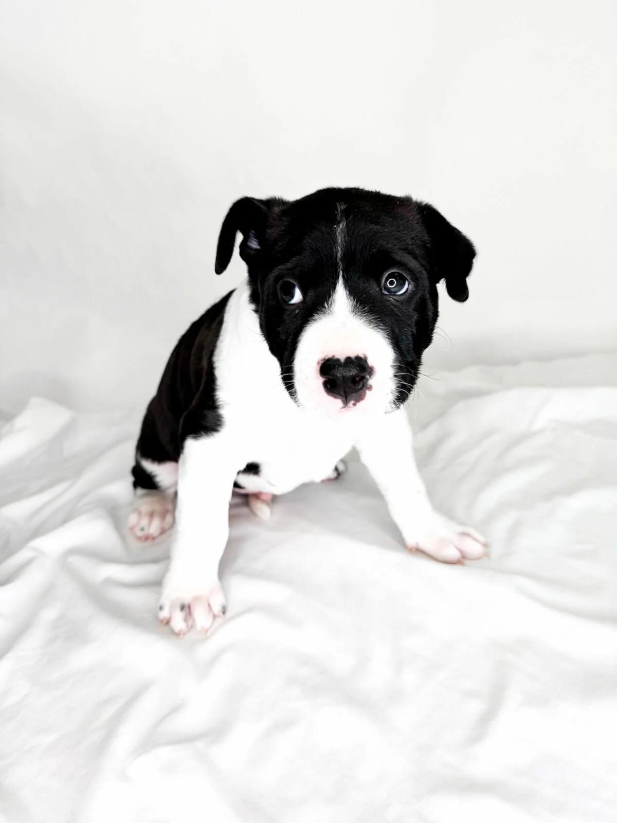 Toast, a ADOPTABLE mixed breed in Bixby, OK image 4/6