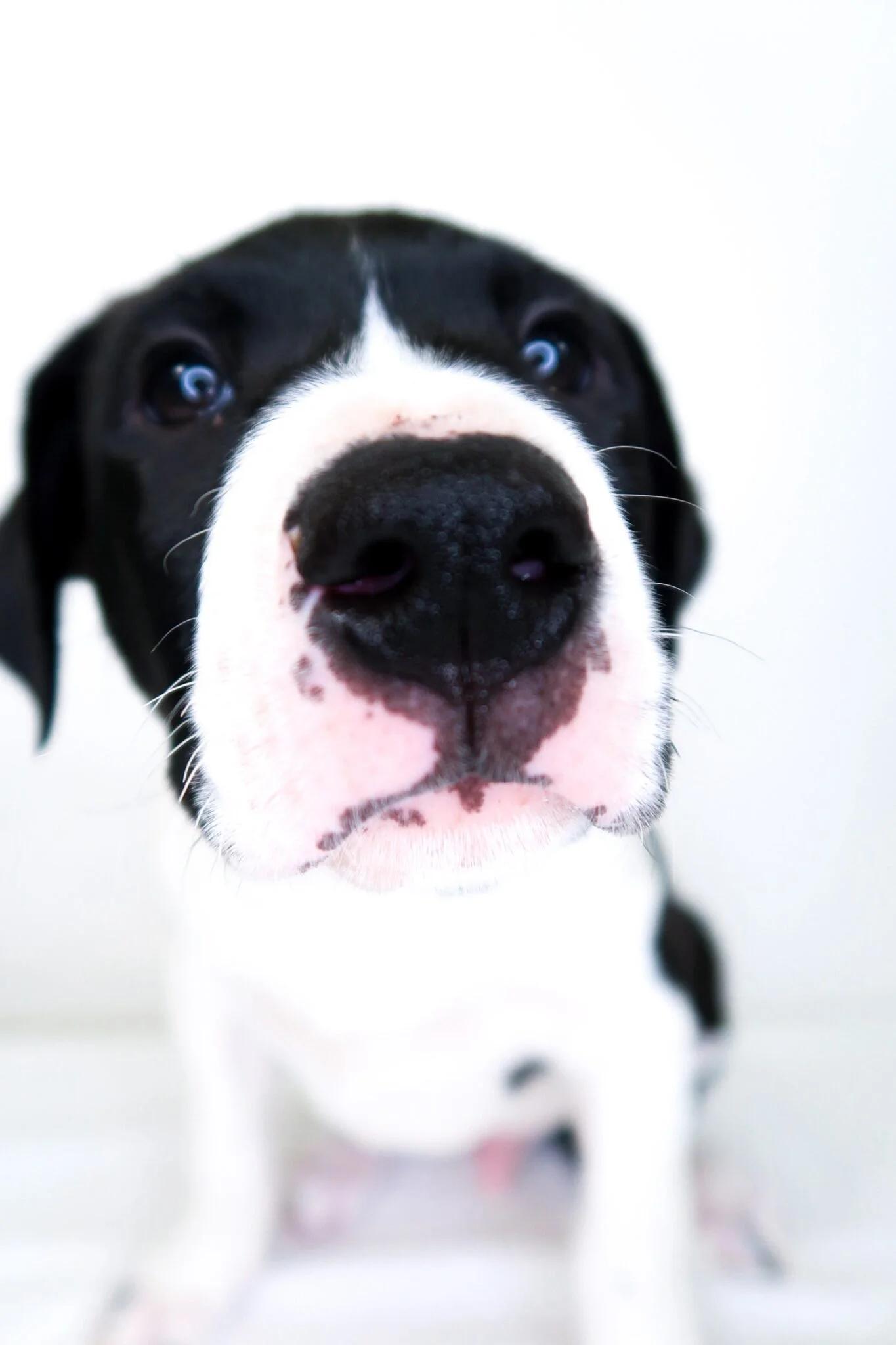 Enlarge Toast, an adopted mixed breed in Bixby, OK image 4/4