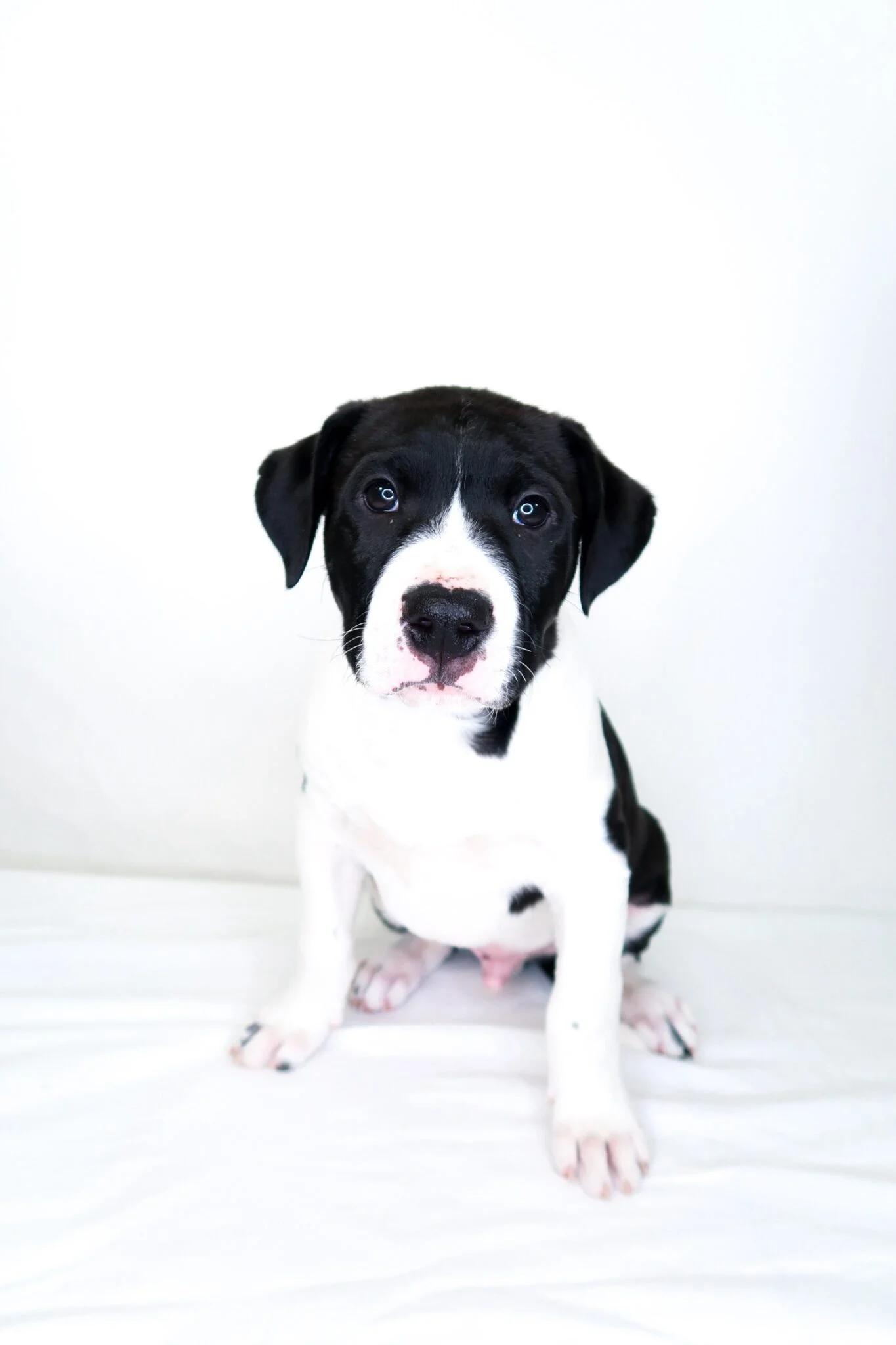 Toast, ADOPTABLE, Puppy Male Labrador Retriever & Pit Bull Terrier.