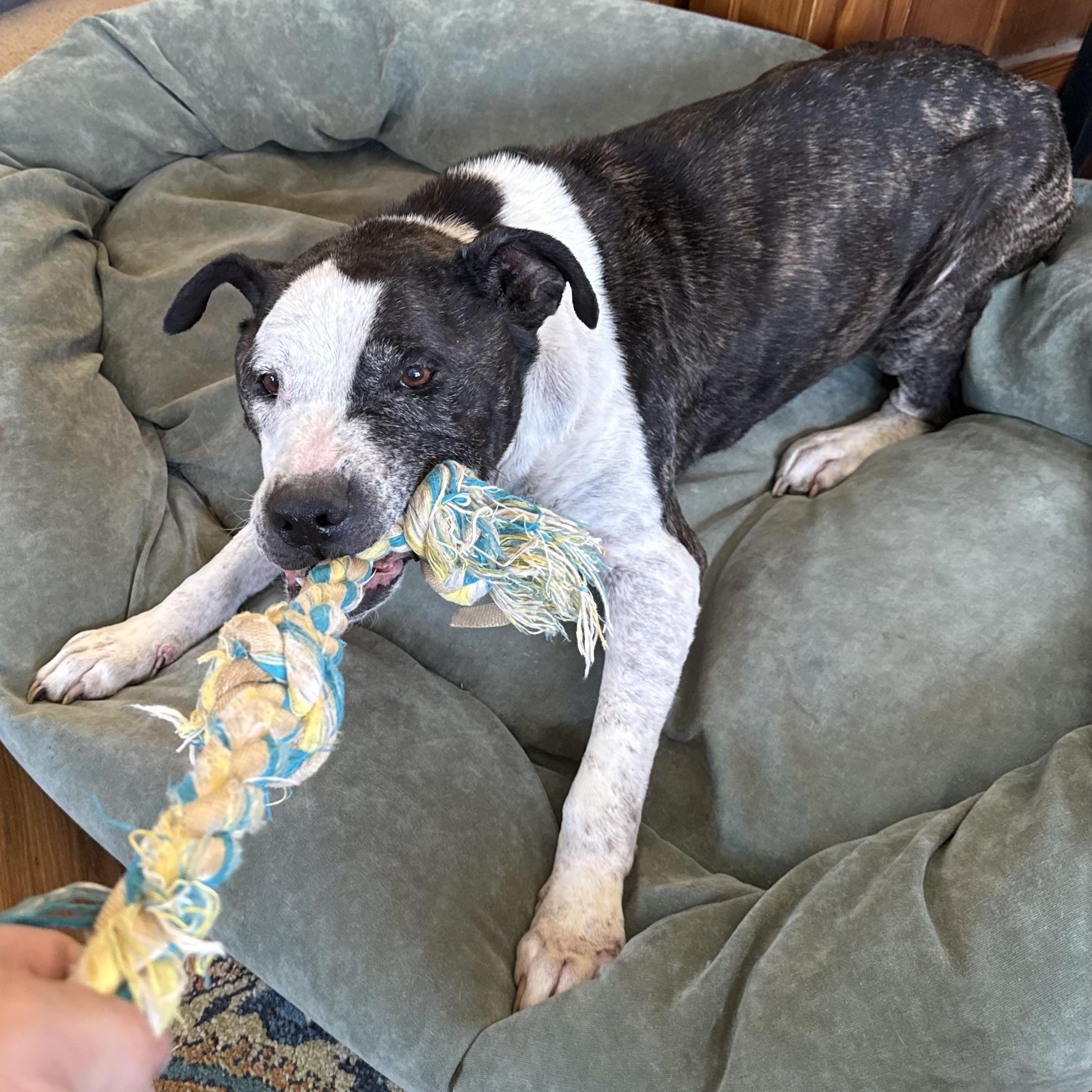 T-Rex AKA Grandpa Joe, a Adoptable Pit Bull Terrier in Peotone, IL image 2/6