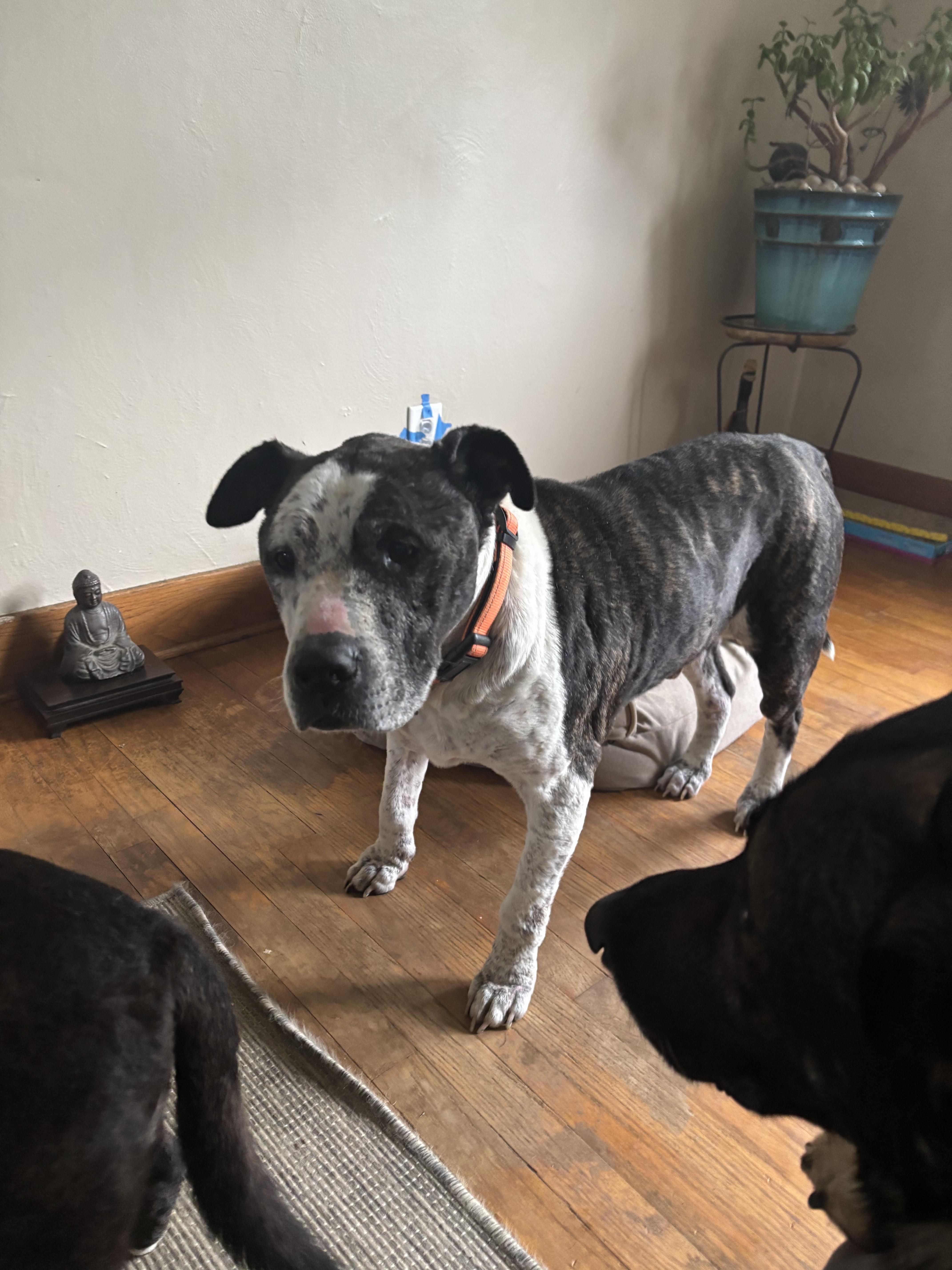 T-Rex AKA Grandpa Joe, a Adoptable Pit Bull Terrier in Peotone, IL image 3/6