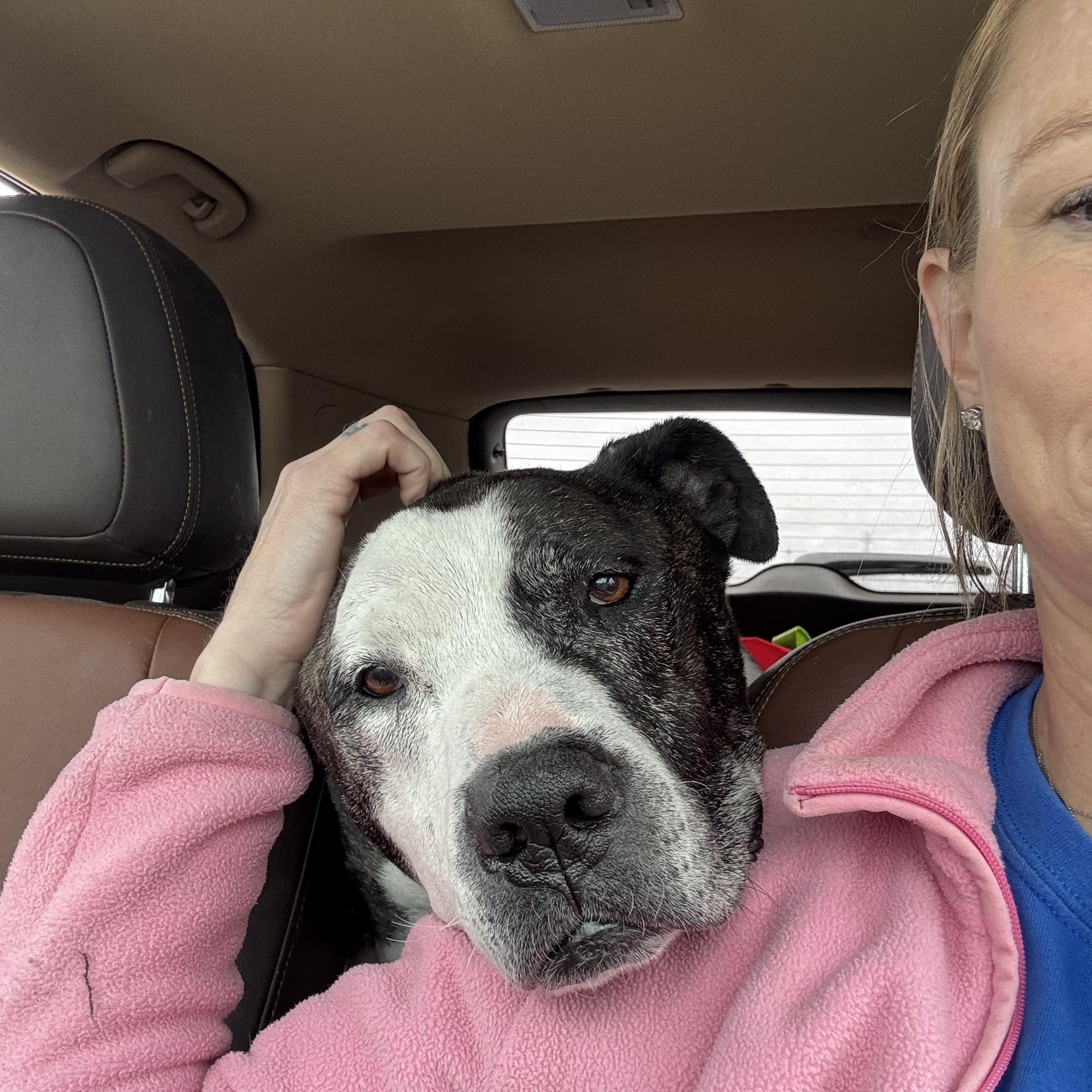 T-Rex AKA Grandpa Joe, a Adoptable Pit Bull Terrier in Peotone, IL image 4/6