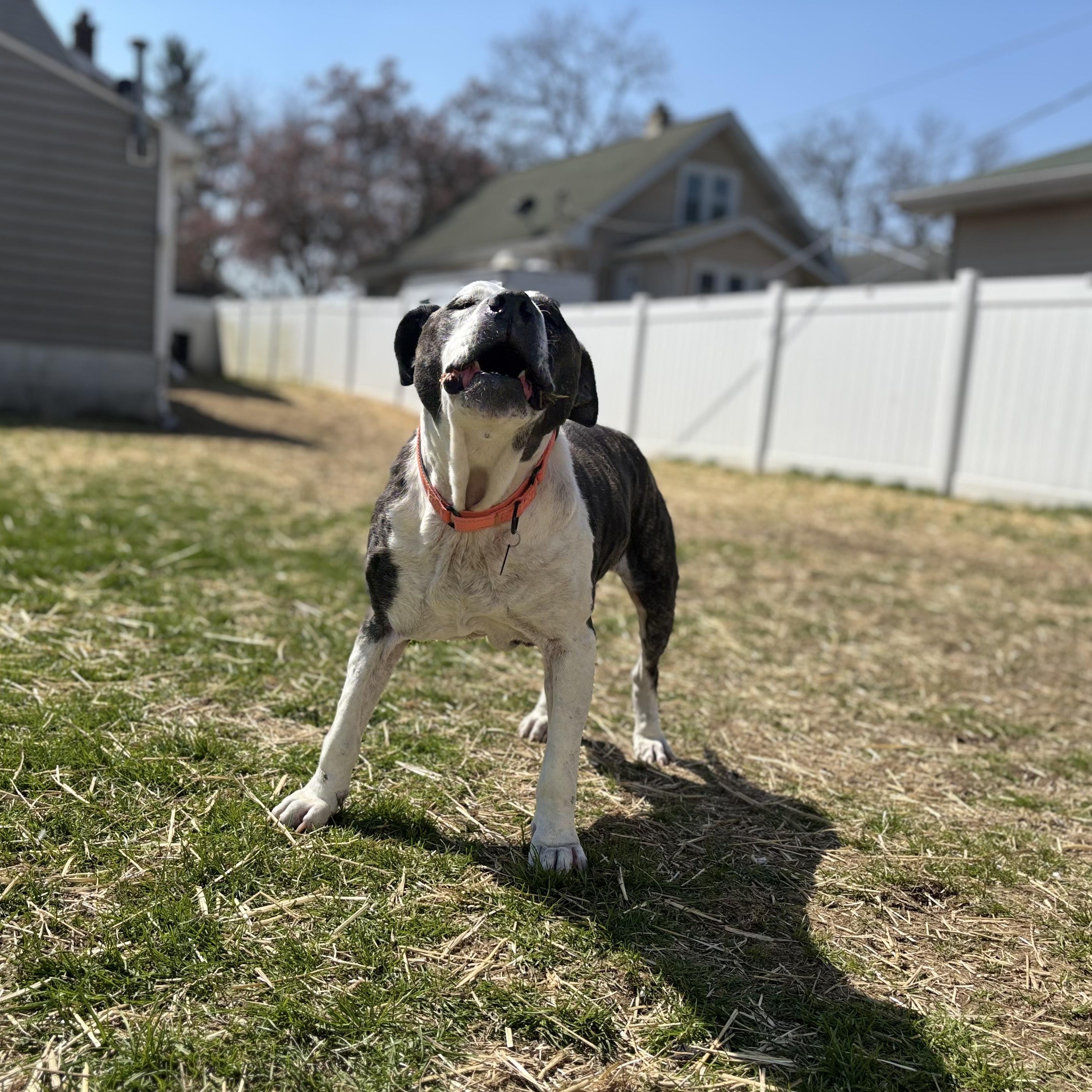 T-Rex AKA Grandpa Joe, a Adoptable Pit Bull Terrier in Peotone, IL image 5/6