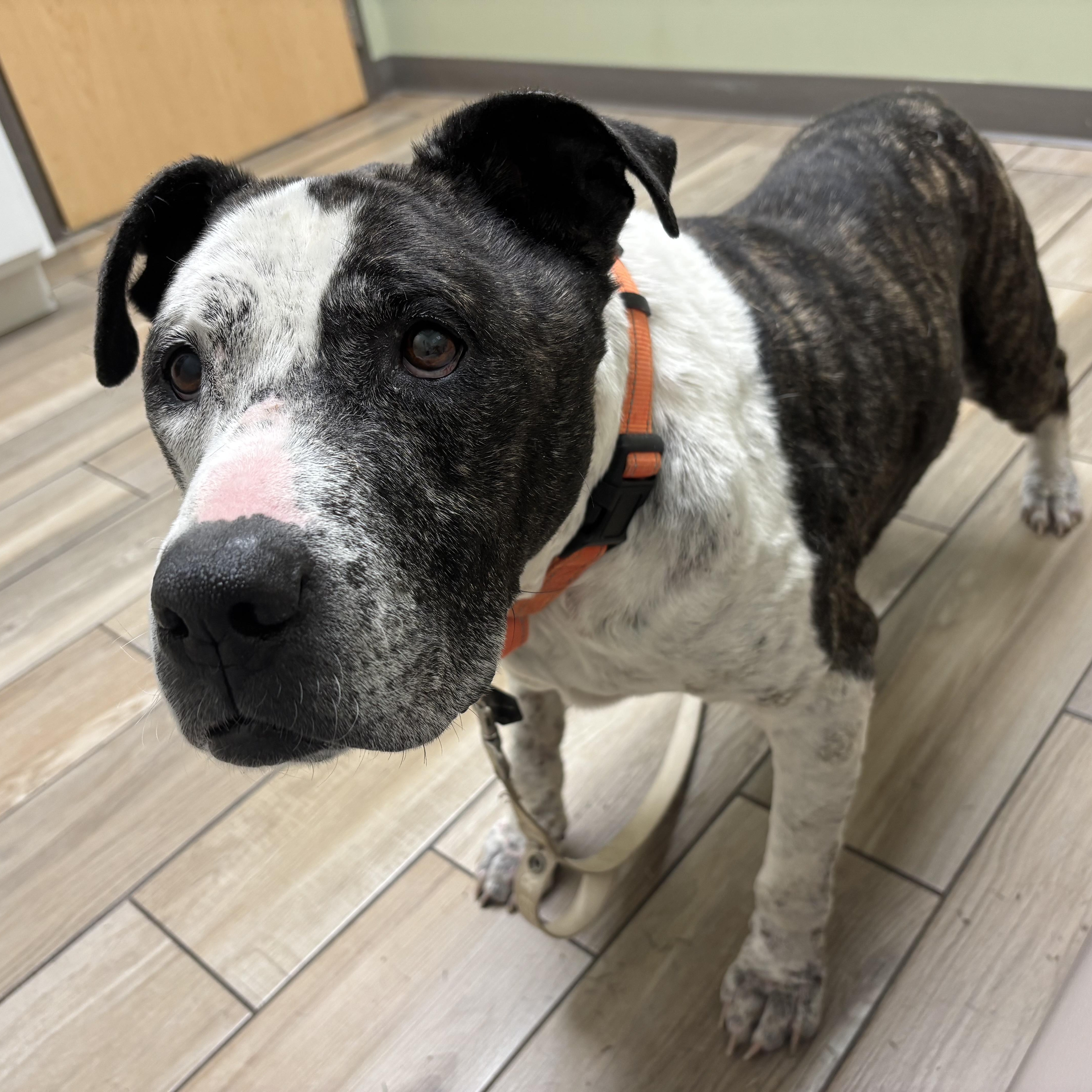 T-Rex AKA Grandpa Joe, a Adoptable Pit Bull Terrier in Peotone, IL image 1/6