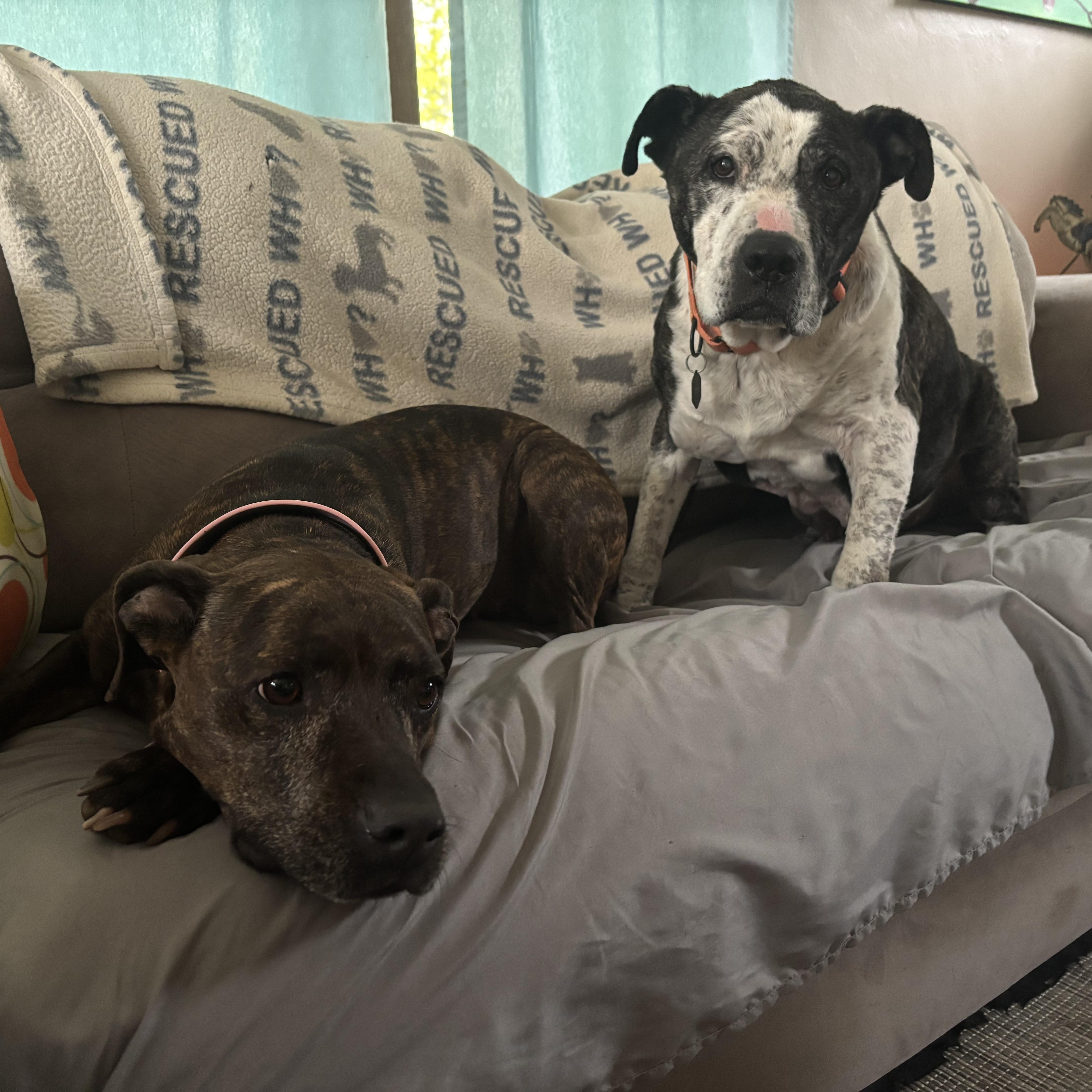 T-Rex AKA Grandpa Joe, a Adoptable Pit Bull Terrier in Peotone, IL image 6/6