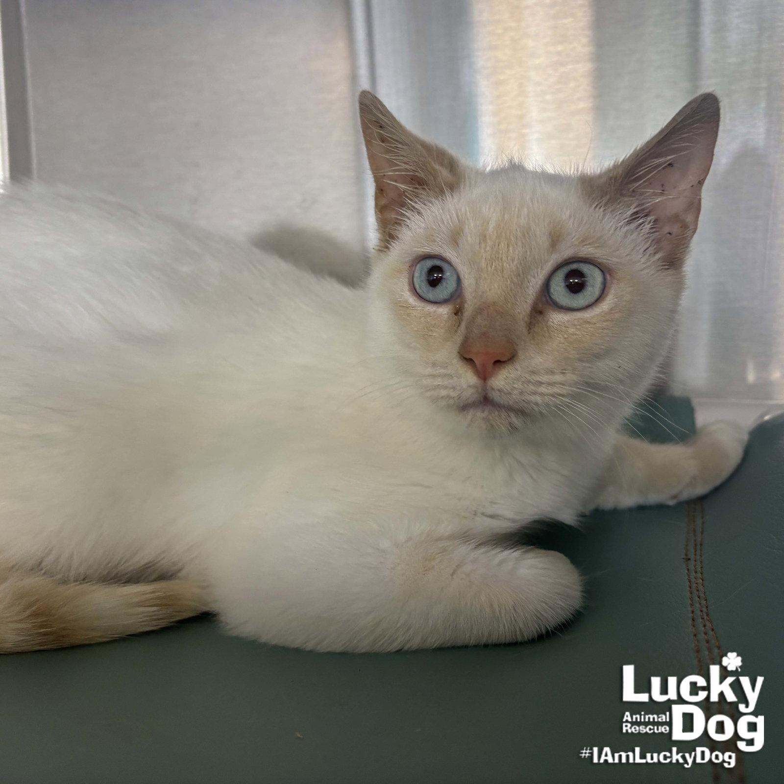 Enlarge Peach, a Adopted mixed breed in Washington, DC image 2/2