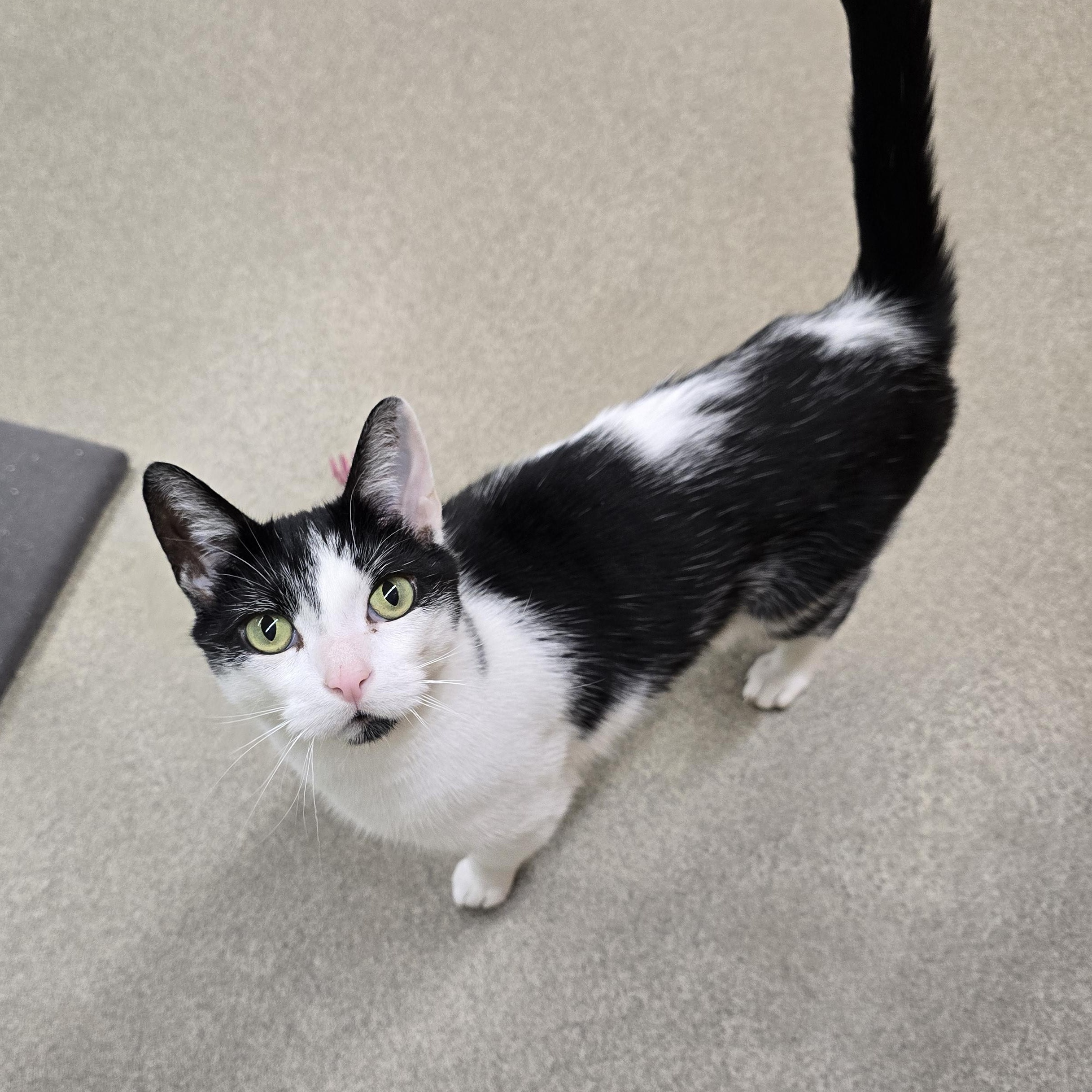 Enlarge Ziggy, a Adoptable Domestic Short Hair in Edison, NJ image 1/1