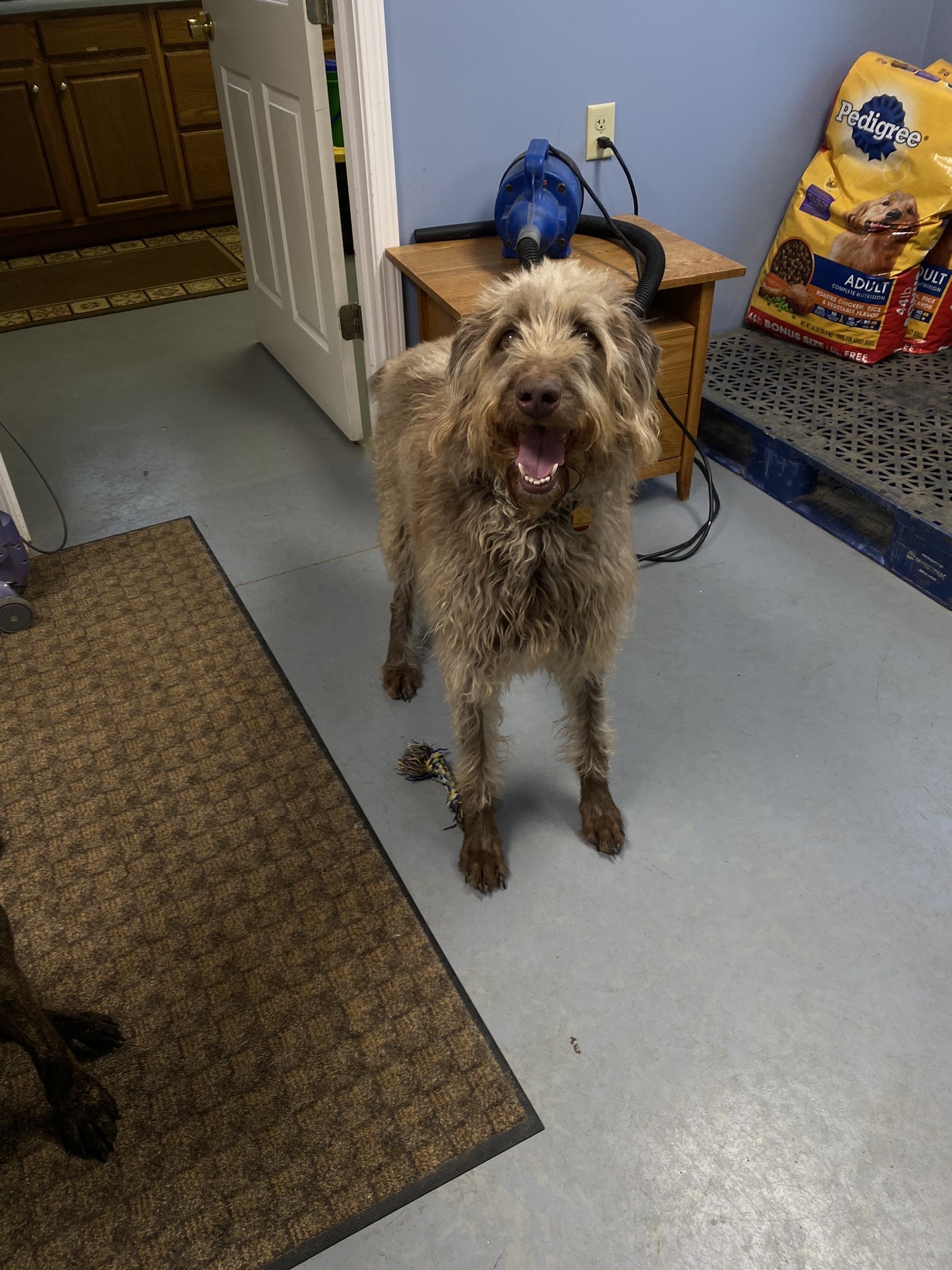 Enlarge Clyde, a Adopted Irish Wolfhound in Evansville, IN image 1/1