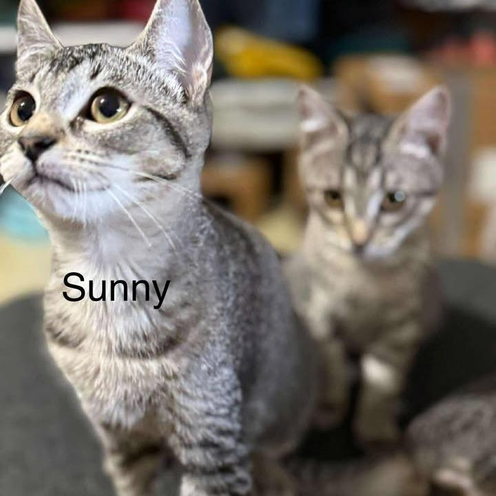 Sunny, a Adoptable Domestic Short Hair in Ferndale, WA image 1/5