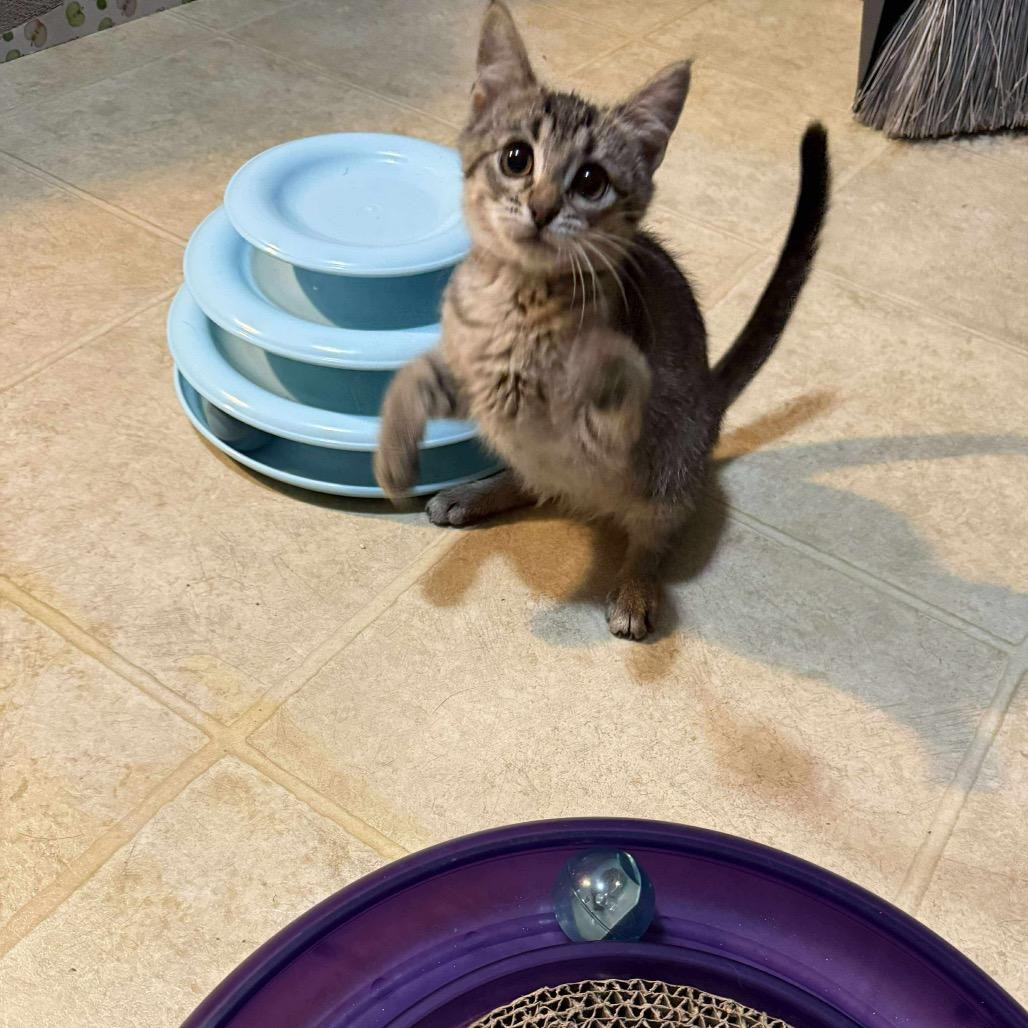 Sunny, a Adoptable Domestic Short Hair in Ferndale, WA image 2/5