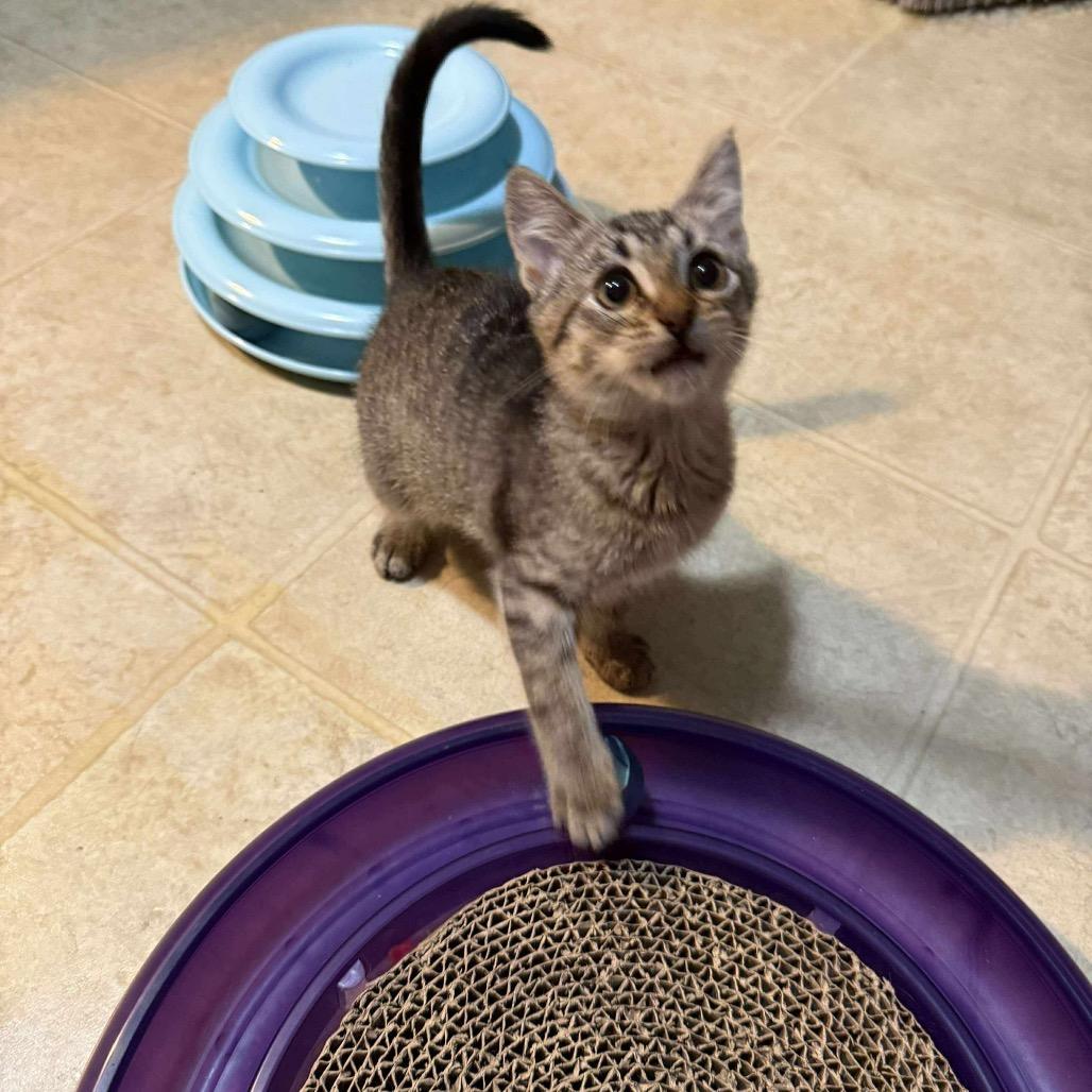 Sunny, a Adoptable Domestic Short Hair in Ferndale, WA image 3/5