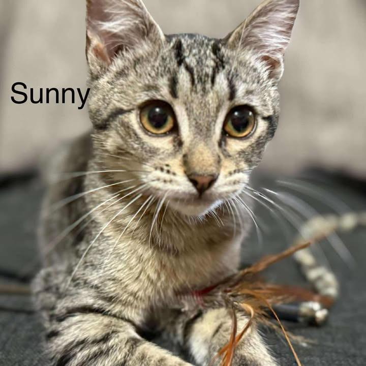 Sunny, a Adoptable Domestic Short Hair in Ferndale, WA image 4/5
