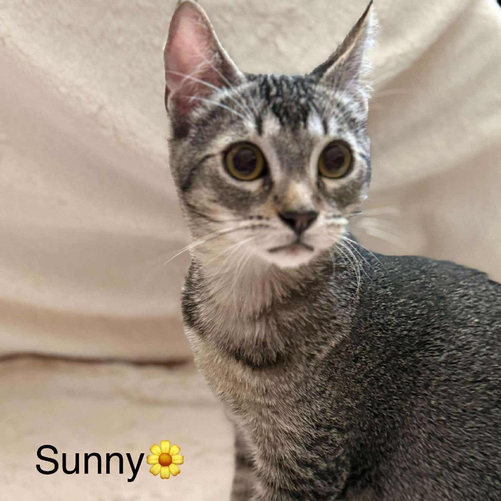 Sunny, a Adoptable Domestic Short Hair in Ferndale, WA image 5/5