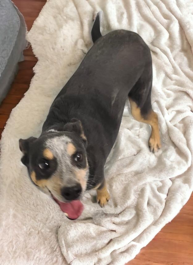 Willis, Adopted, Senior Male Mixed Breed.