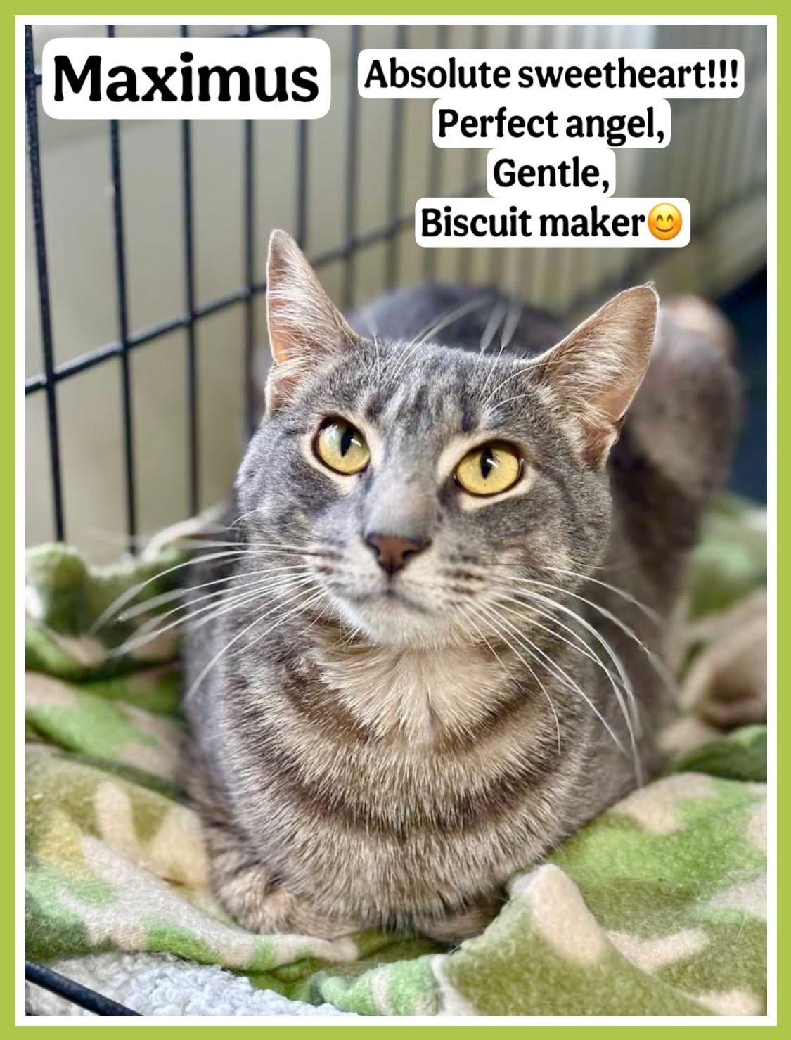 Maximus, Willow Grove, PA (FCID# 02/20/2025 - 104), Adult Male Tabby