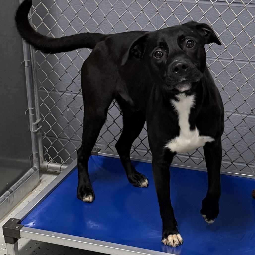 Buddy, Adoptable, Young Male Terrier & Mixed Breed.