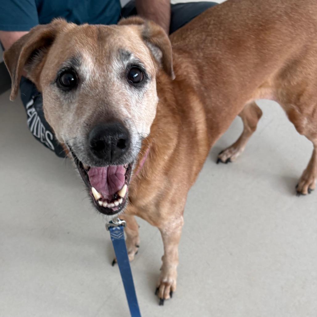 Wilma, Adoptable, Senior Female Labrador Retriever & Hound.