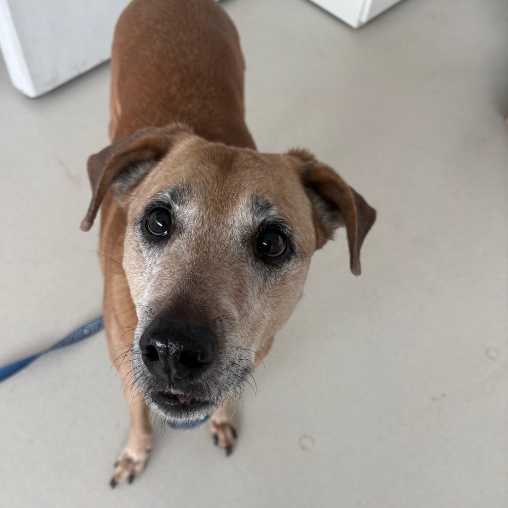 Enlarge Wilma, a Adoptable mixed breed in Warwick, RI image 2/2