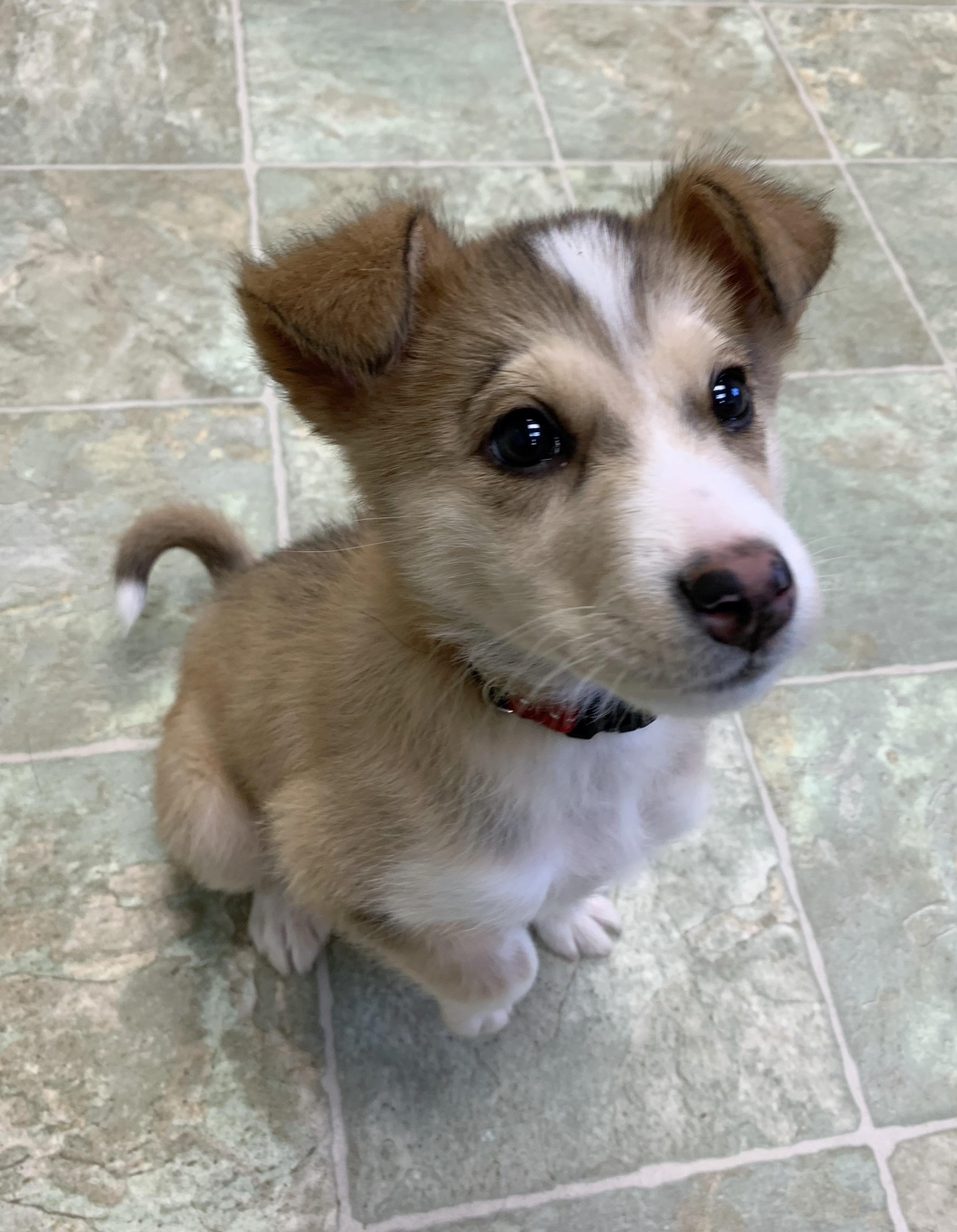 BANDIT, Adoptable, Puppy Female Mixed Breed.