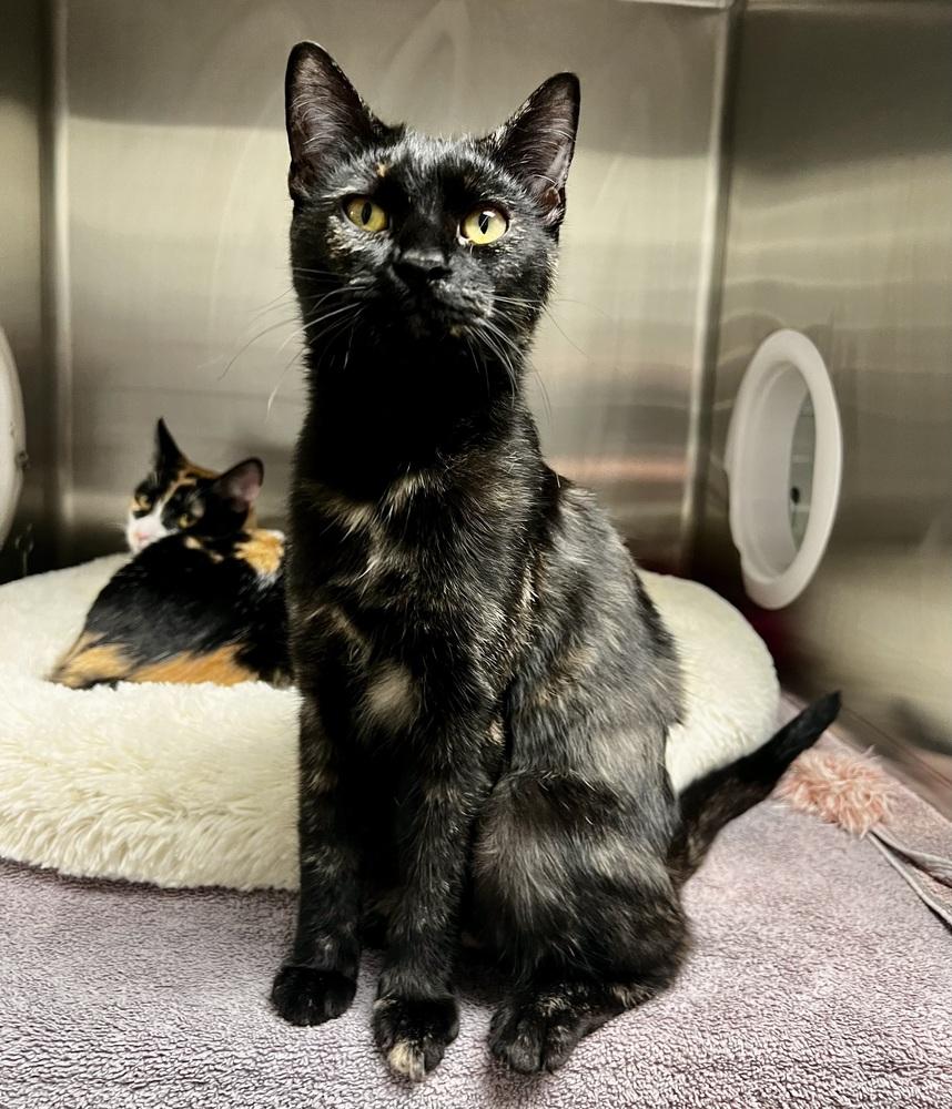 Maybelline, Adoptable, Kitten Female Domestic Short Hair & Domestic Short Hair.