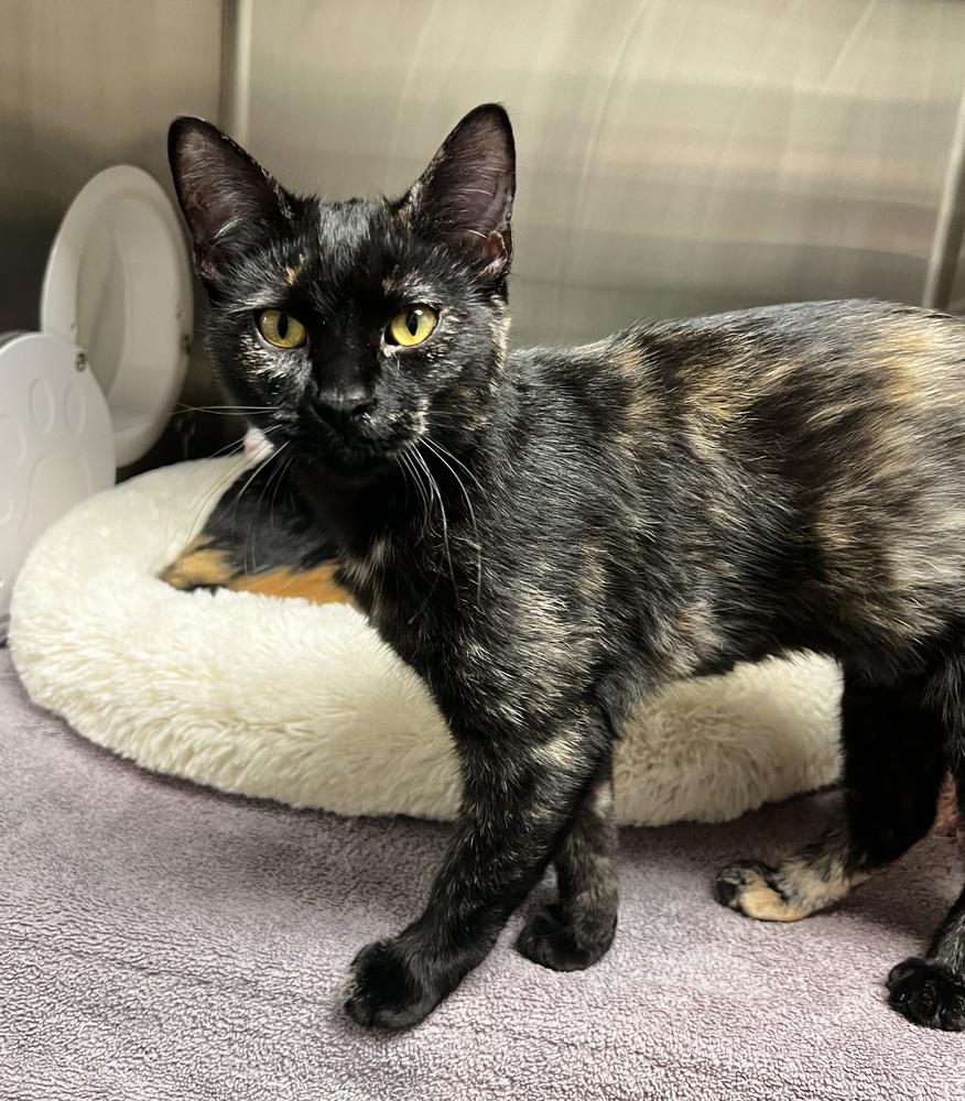 Enlarge Maybelline, a Adoptable mixed breed in Jamestown, CA image 2/2