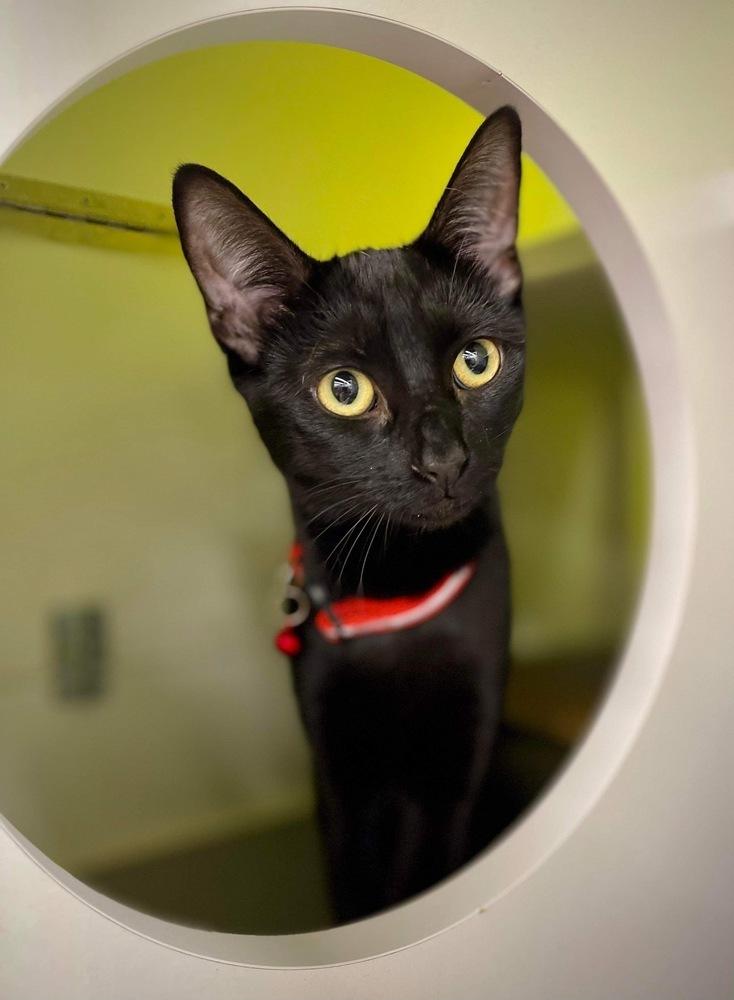 Xtinah aka Christina, Adoptable, Adult Female Domestic Short Hair.