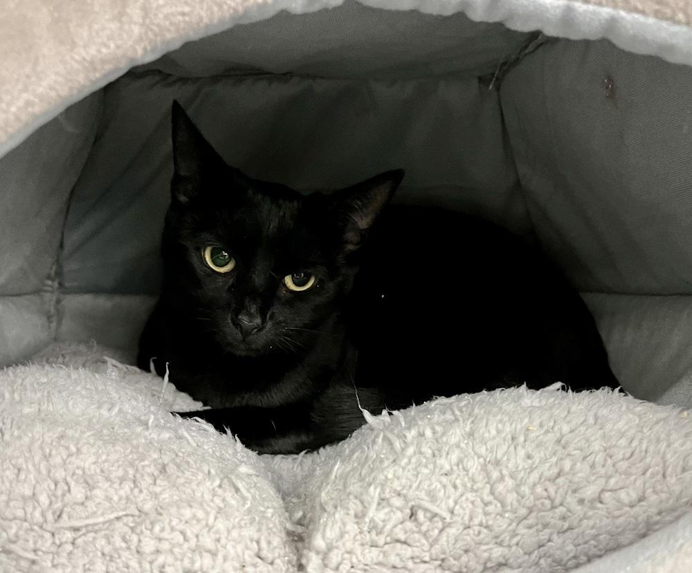 Enlarge Xtinah aka Christina, a Adoptable Domestic Short Hair in Virginia Beach, VA image 2/6