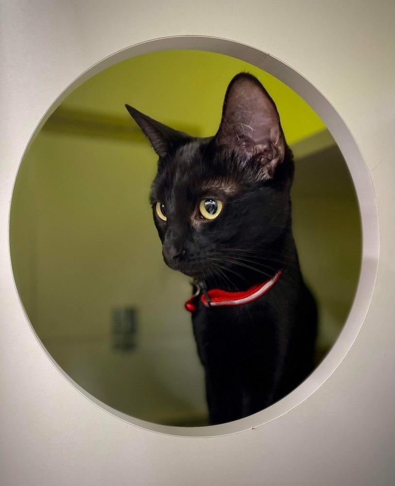 Enlarge Xtinah aka Christina, a Adoptable Domestic Short Hair in Virginia Beach, VA image 3/6