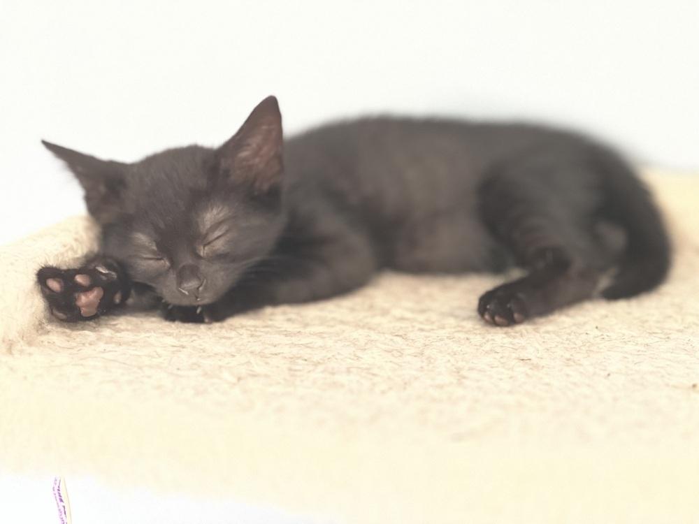 Enlarge Xtinah aka Christina, a Adoptable Domestic Short Hair in Virginia Beach, VA image 4/6