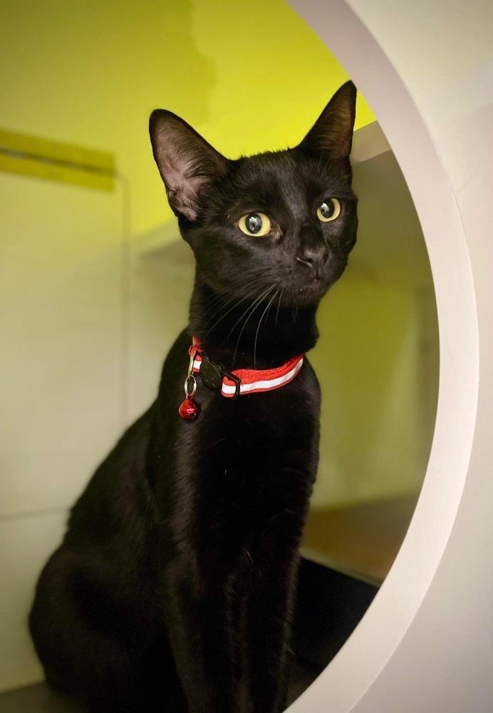 Enlarge Xtinah aka Christina, a Adoptable Domestic Short Hair in Virginia Beach, VA image 5/6