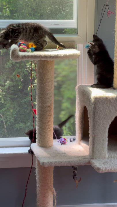 Enlarge Xtinah aka Christina, a Adoptable Domestic Short Hair in Virginia Beach, VA video 6/6