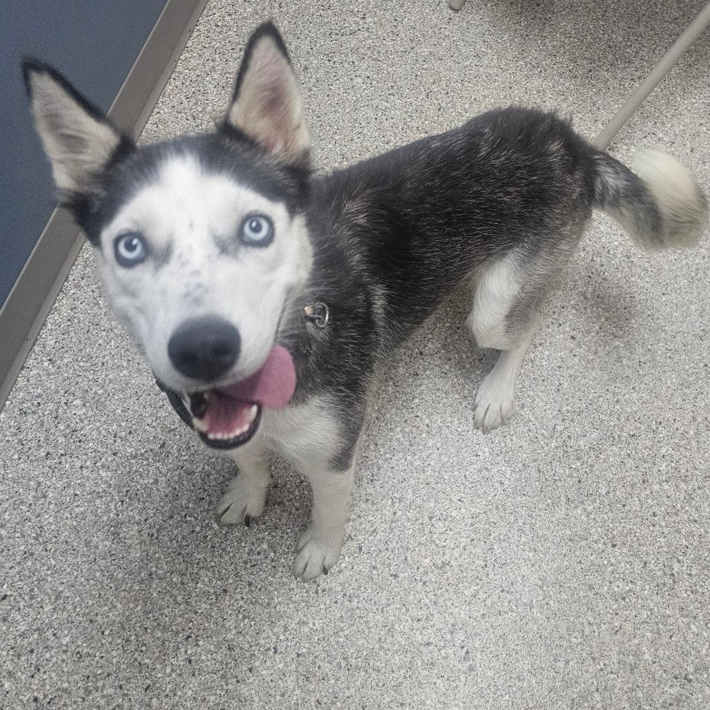 Cricket, Adoptable, Adult Female Husky & Siberian Husky.