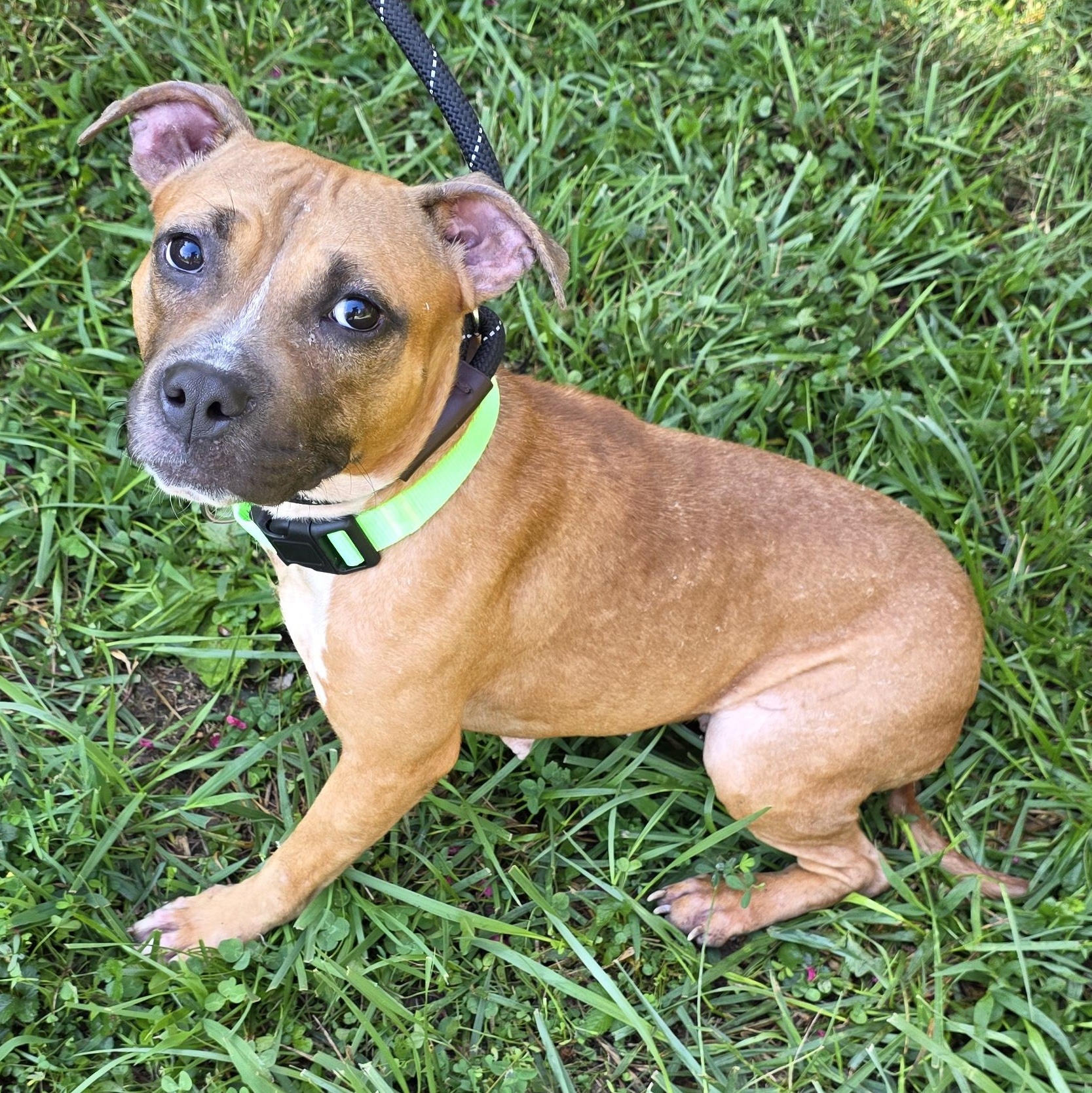 Enlarge Thistle, a Adoptable Mixed Breed in Greensboro, NC image 6/6