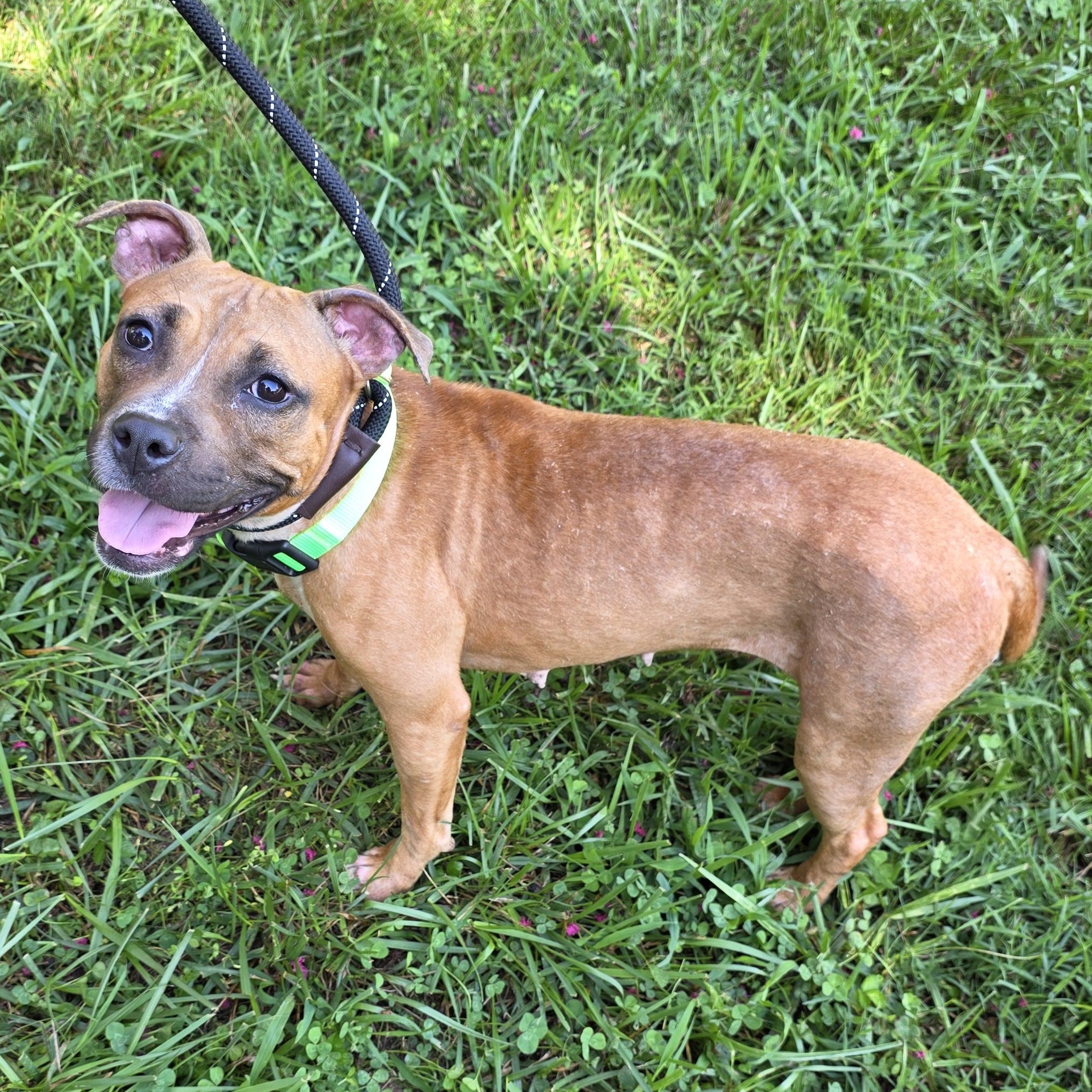 Enlarge Thistle, a Adoptable Mixed Breed in Greensboro, NC image 2/6