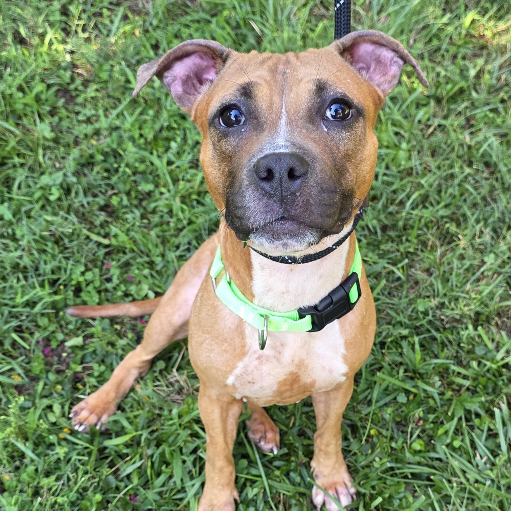 Enlarge Thistle, a Adoptable Mixed Breed in Greensboro, NC image 5/6