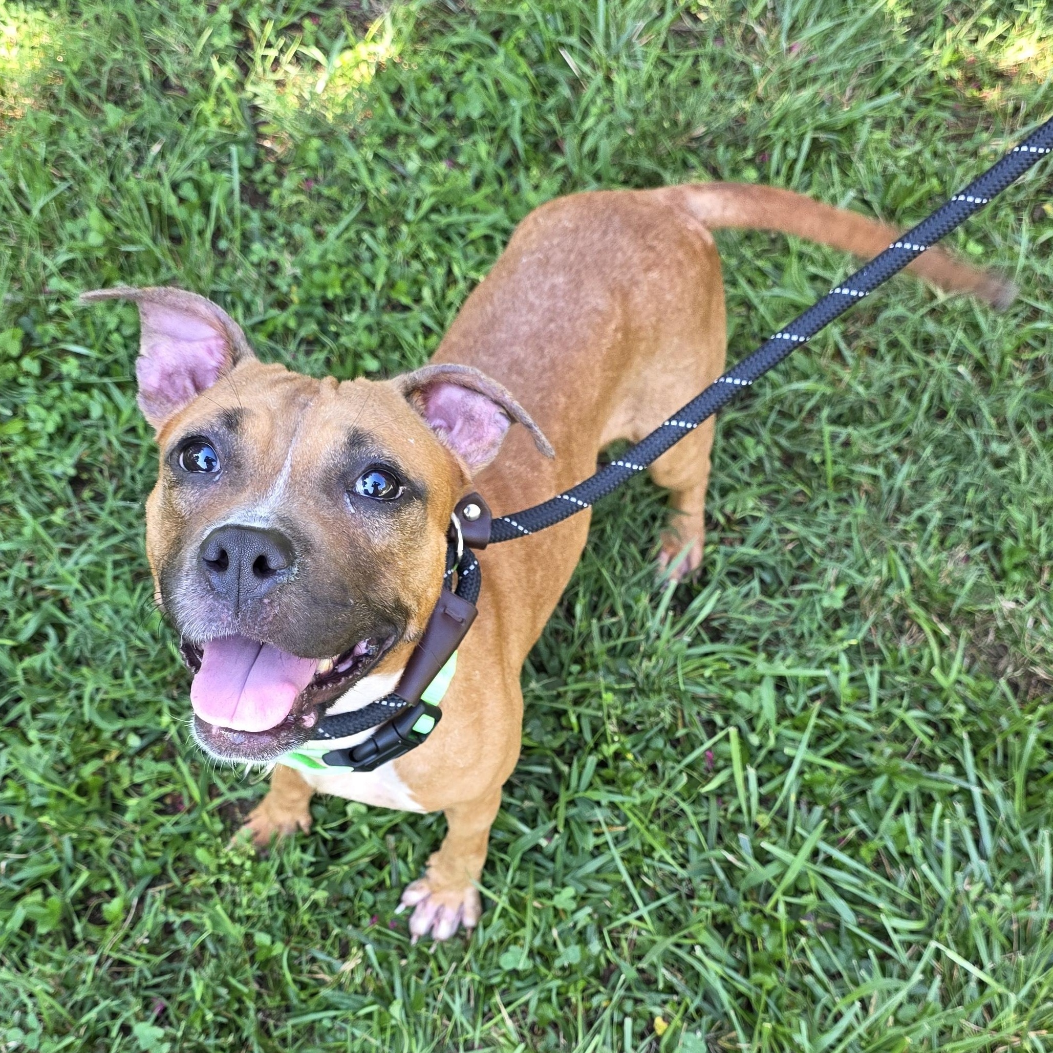 Enlarge Thistle, a Adoptable Mixed Breed in Greensboro, NC image 4/6