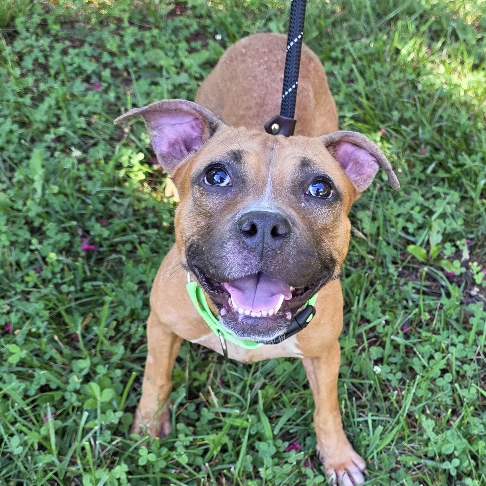 Thistle, Adoptable, Adult Male Mixed Breed.