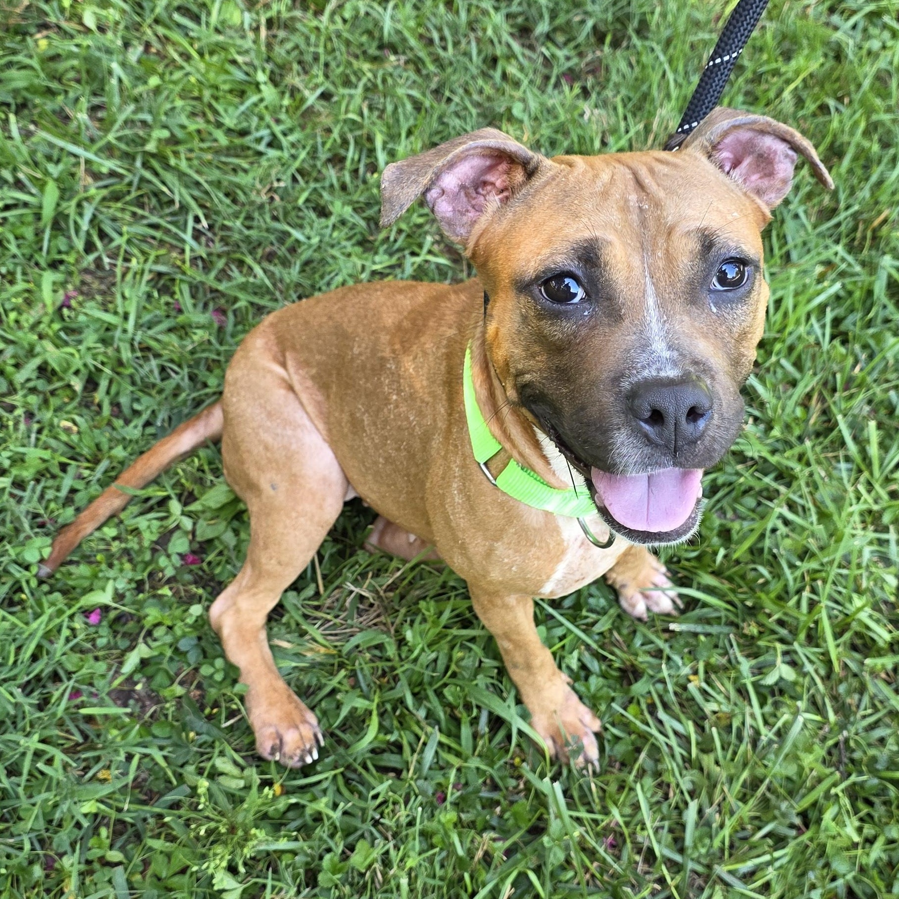 Enlarge Thistle, a Adoptable Mixed Breed in Greensboro, NC image 3/6