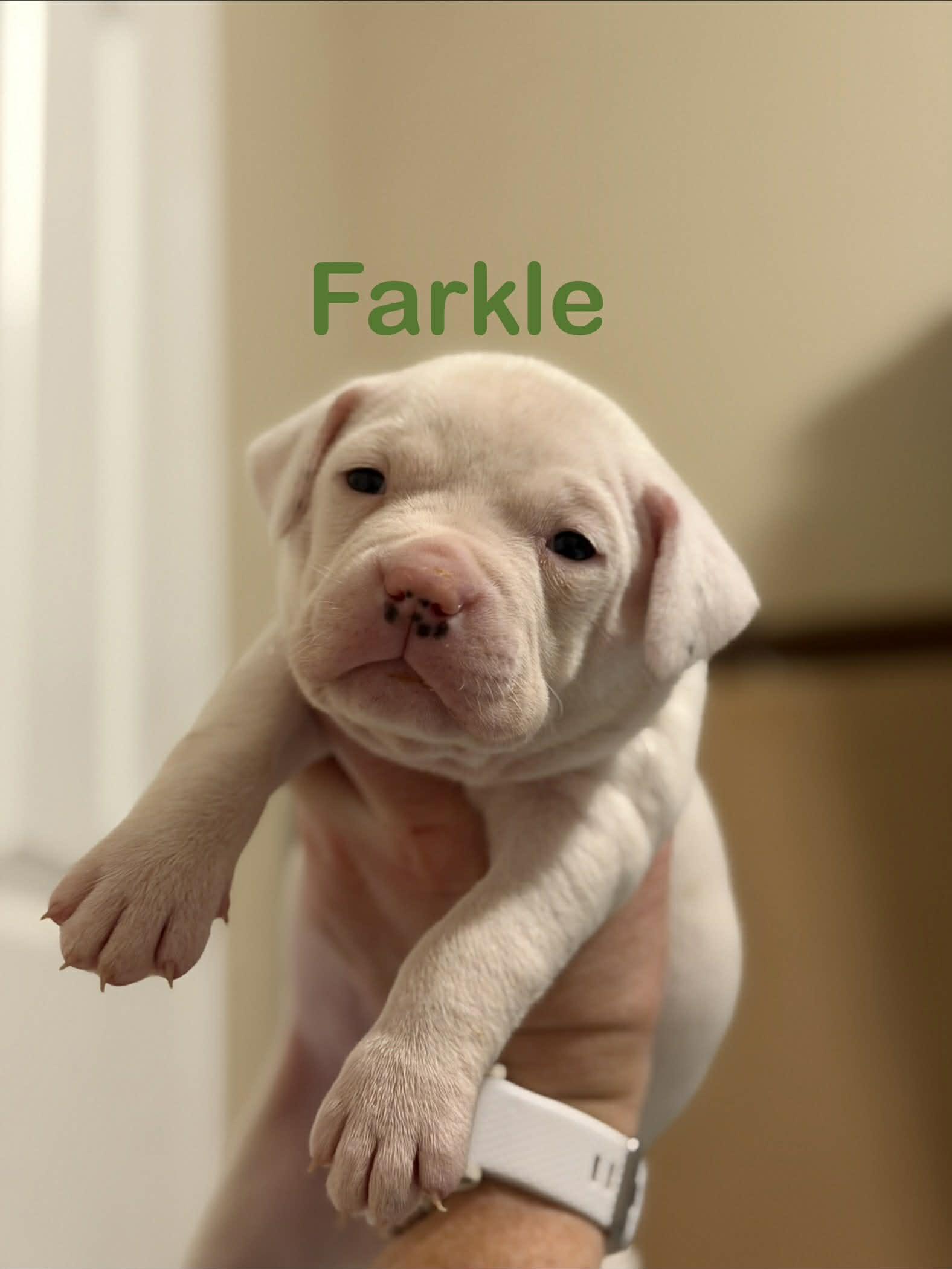 Ghost (Farkle), Adopted, Young Male Rat Terrier & Smooth Fox Terrier.