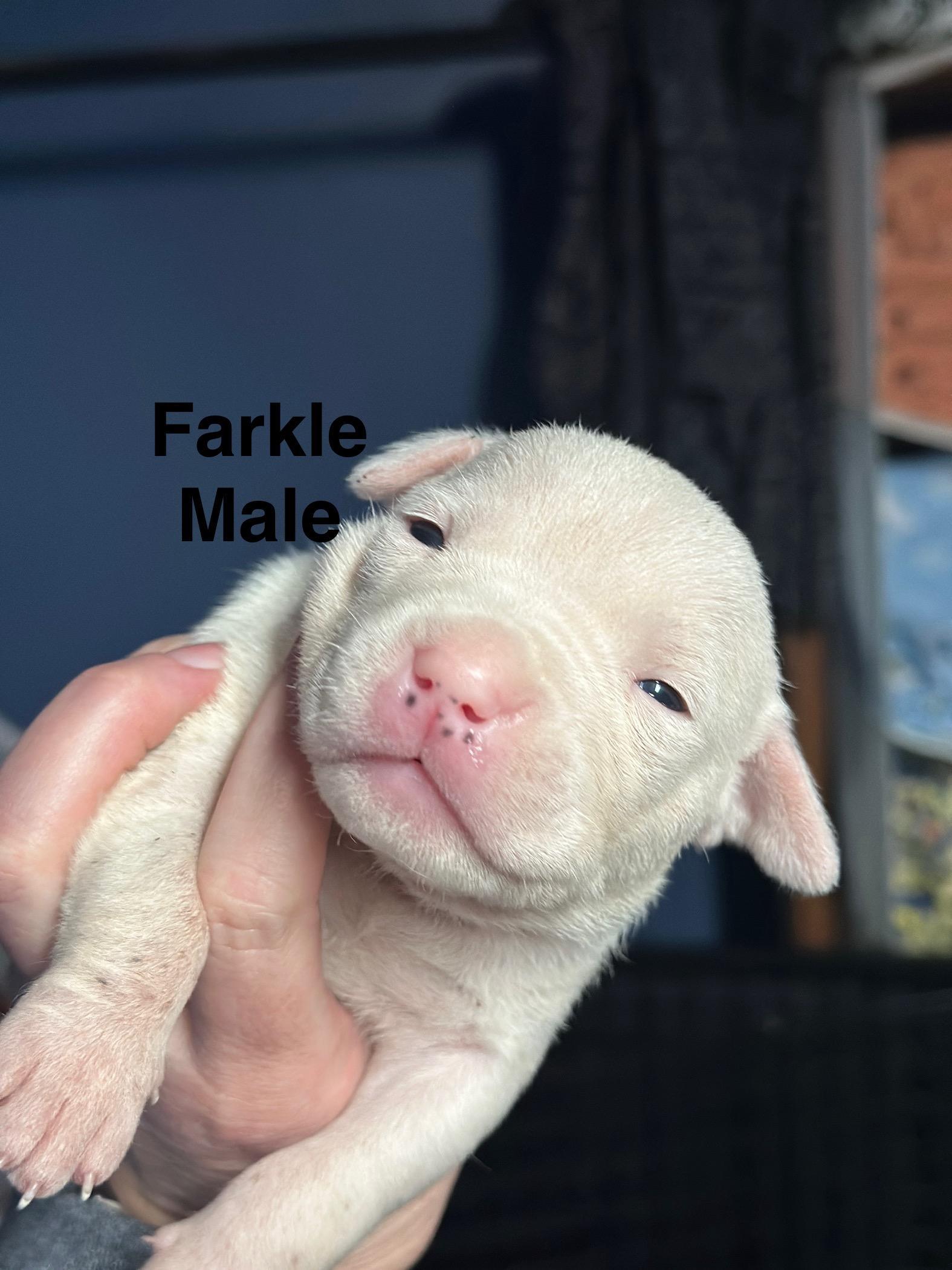 Enlarge Ghost (Farkle), a Adopted mixed breed in St. Clair Shores, MI image 2/3