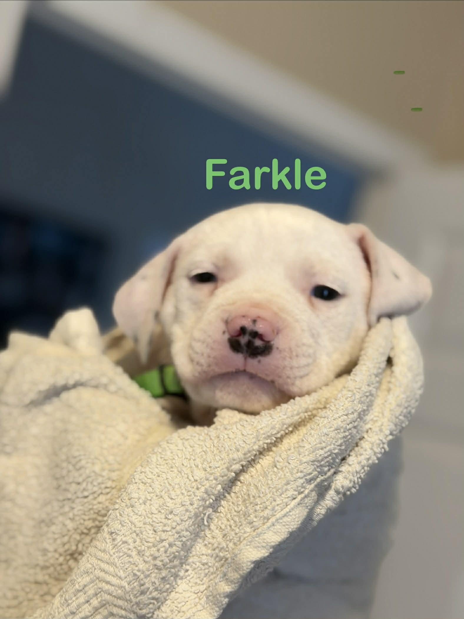 Enlarge Ghost (Farkle), a Adopted mixed breed in St. Clair Shores, MI image 3/3