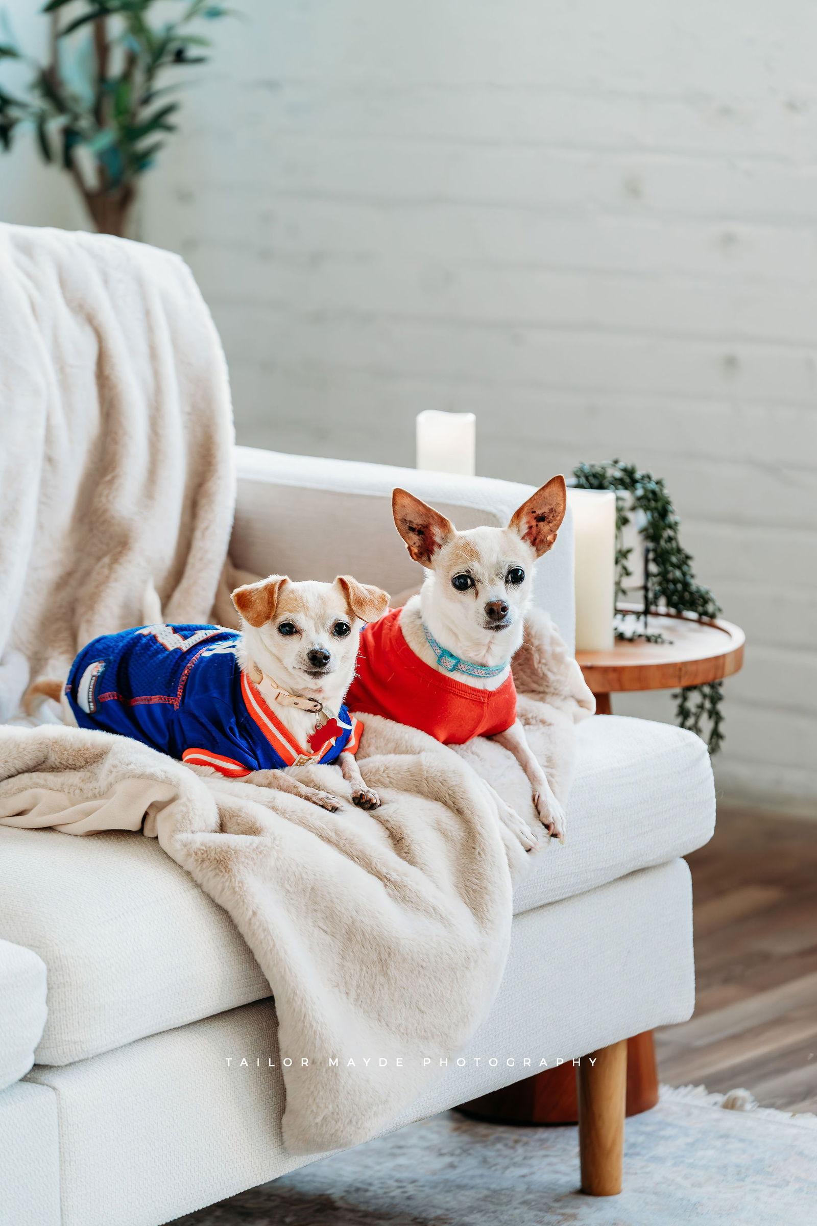 Laverne, a Adoptable Chihuahua in Springville, NY image 3/3