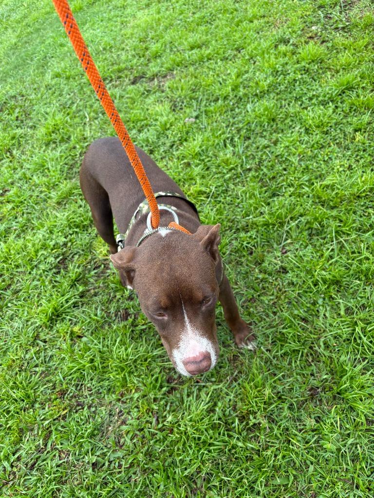 Howard, Adoptable, Puppy Male Terrier.