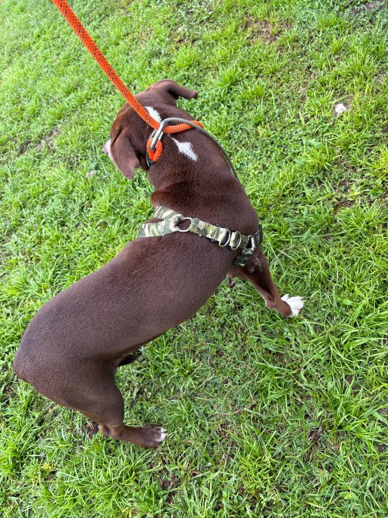 Enlarge Howard, a Adoptable mixed breed in Wauchula, FL image 2/2