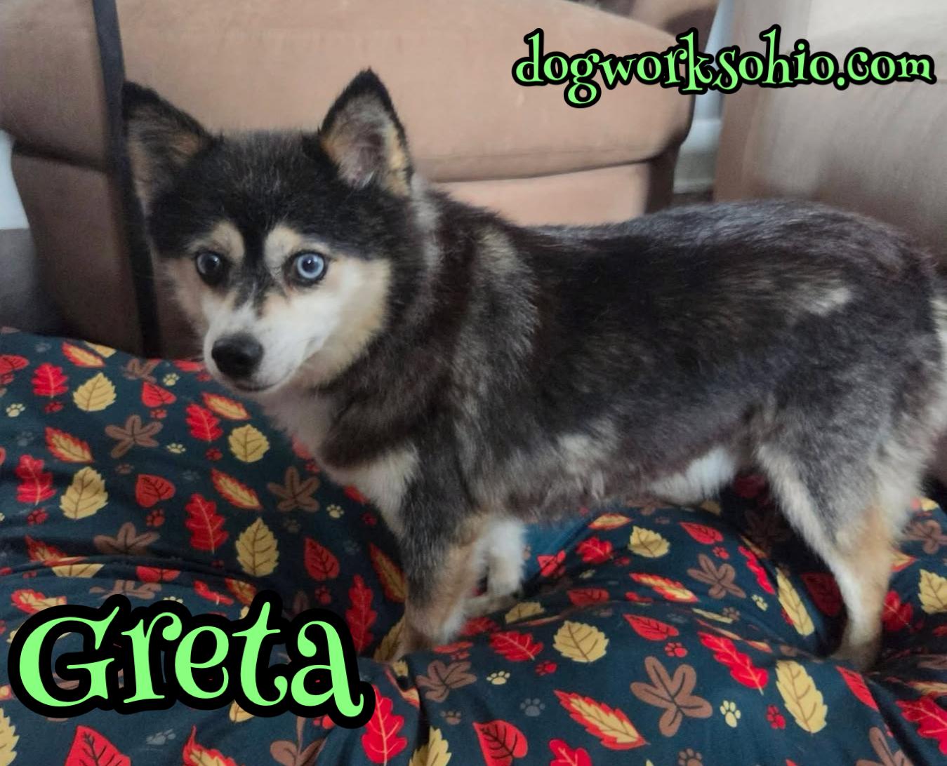 Greta, Adoptable, Senior Female Pomsky.