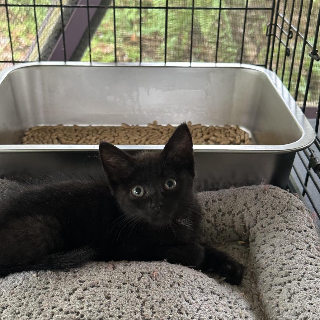 Nova, a Adoptable Domestic Short Hair in Pahoa, HI image 1/4