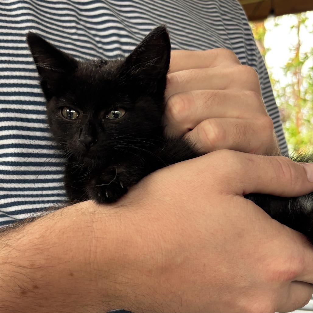 Nova, a Adoptable Domestic Short Hair in Pahoa, HI image 2/4