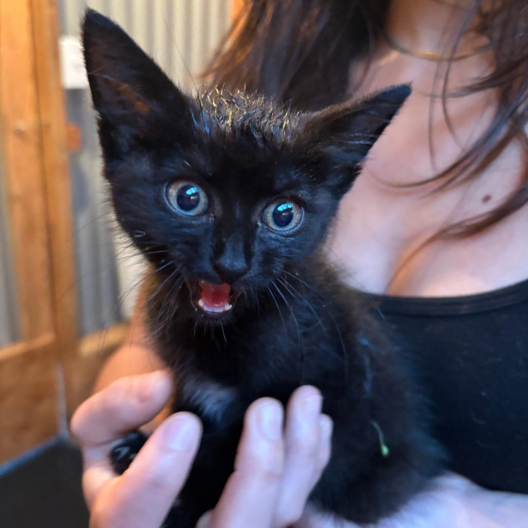 Nova, a Adoptable Domestic Short Hair in Pahoa, HI image 4/4