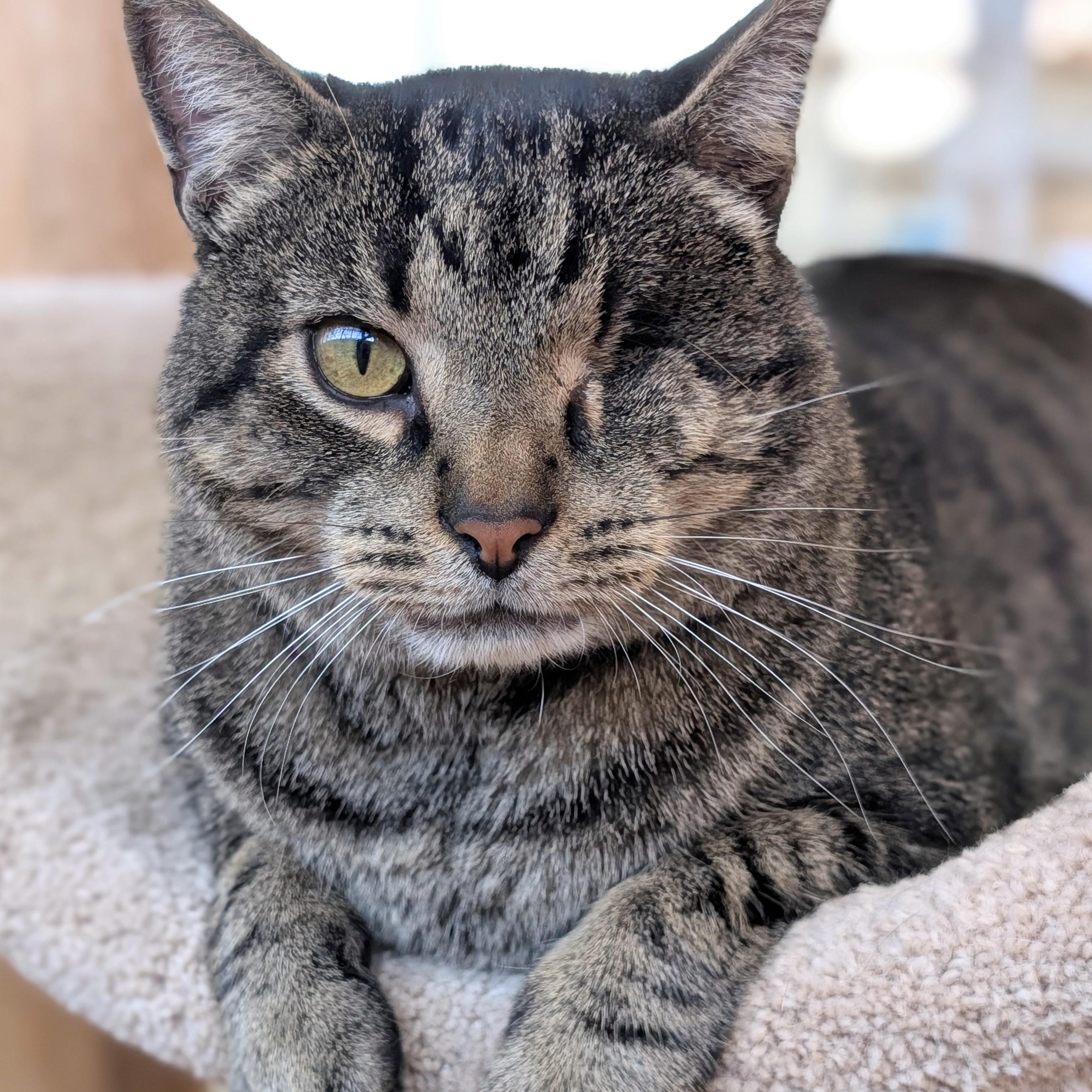 Enlarge One-Eyed Jack, a Adoptable Domestic Short Hair in St. Louis, MO image 4/5